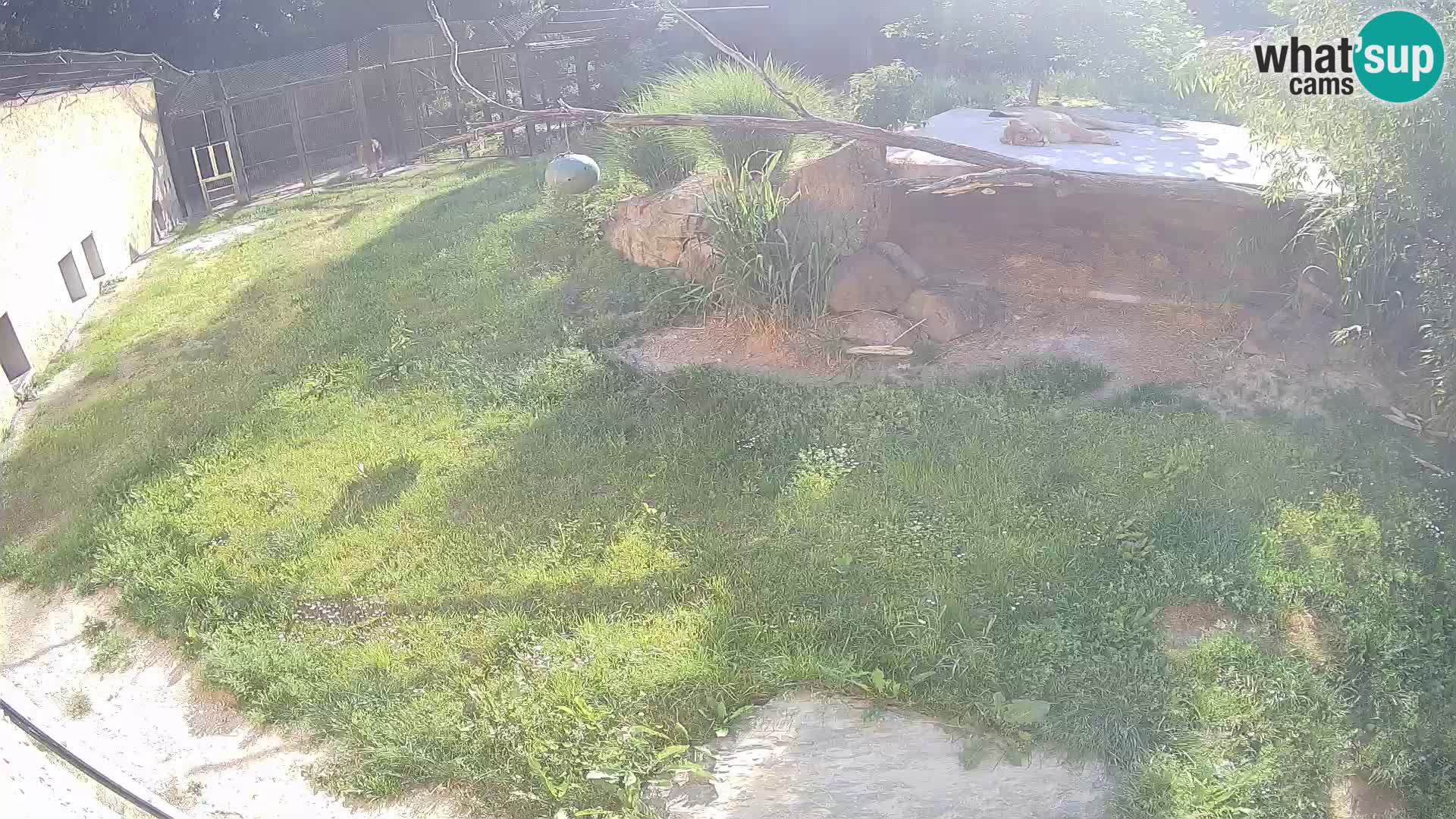 LEONE live Webcam nello zoo di Lubiana – Slovenia
