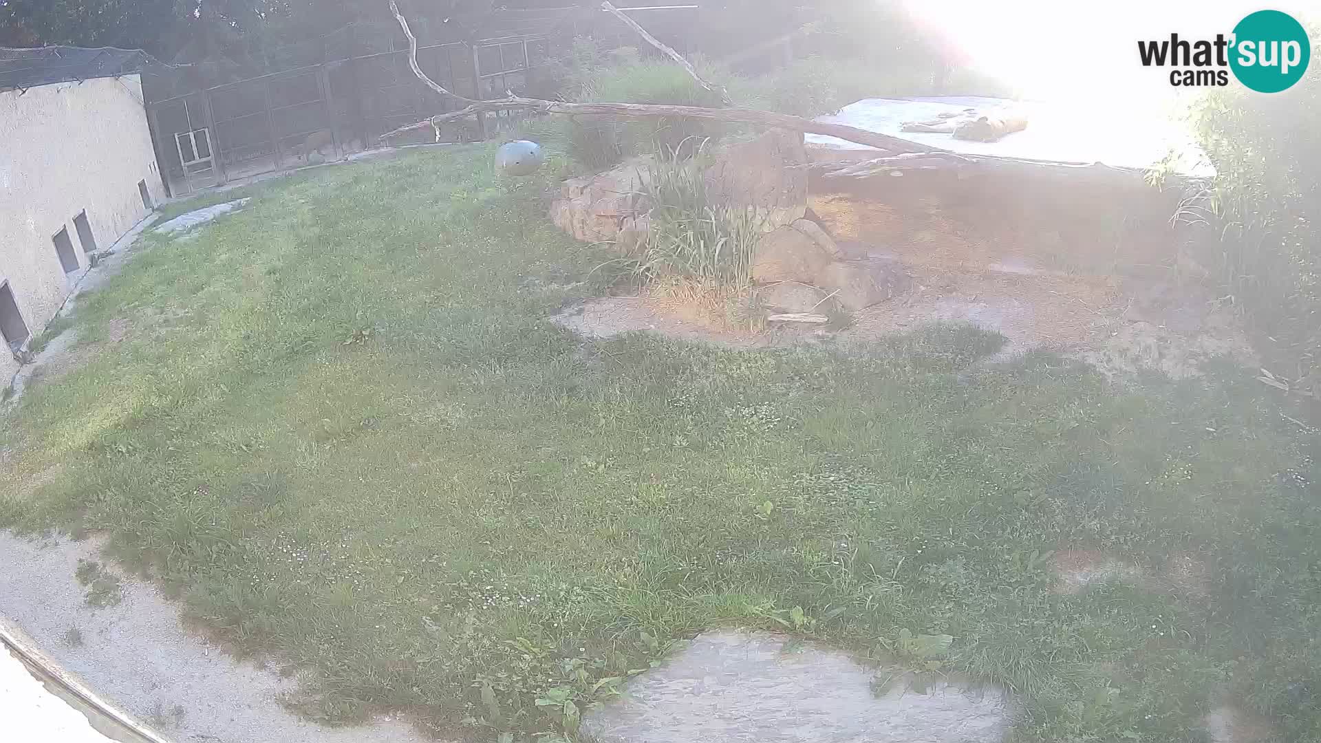 LEONE live Webcam nello zoo di Lubiana – Slovenia