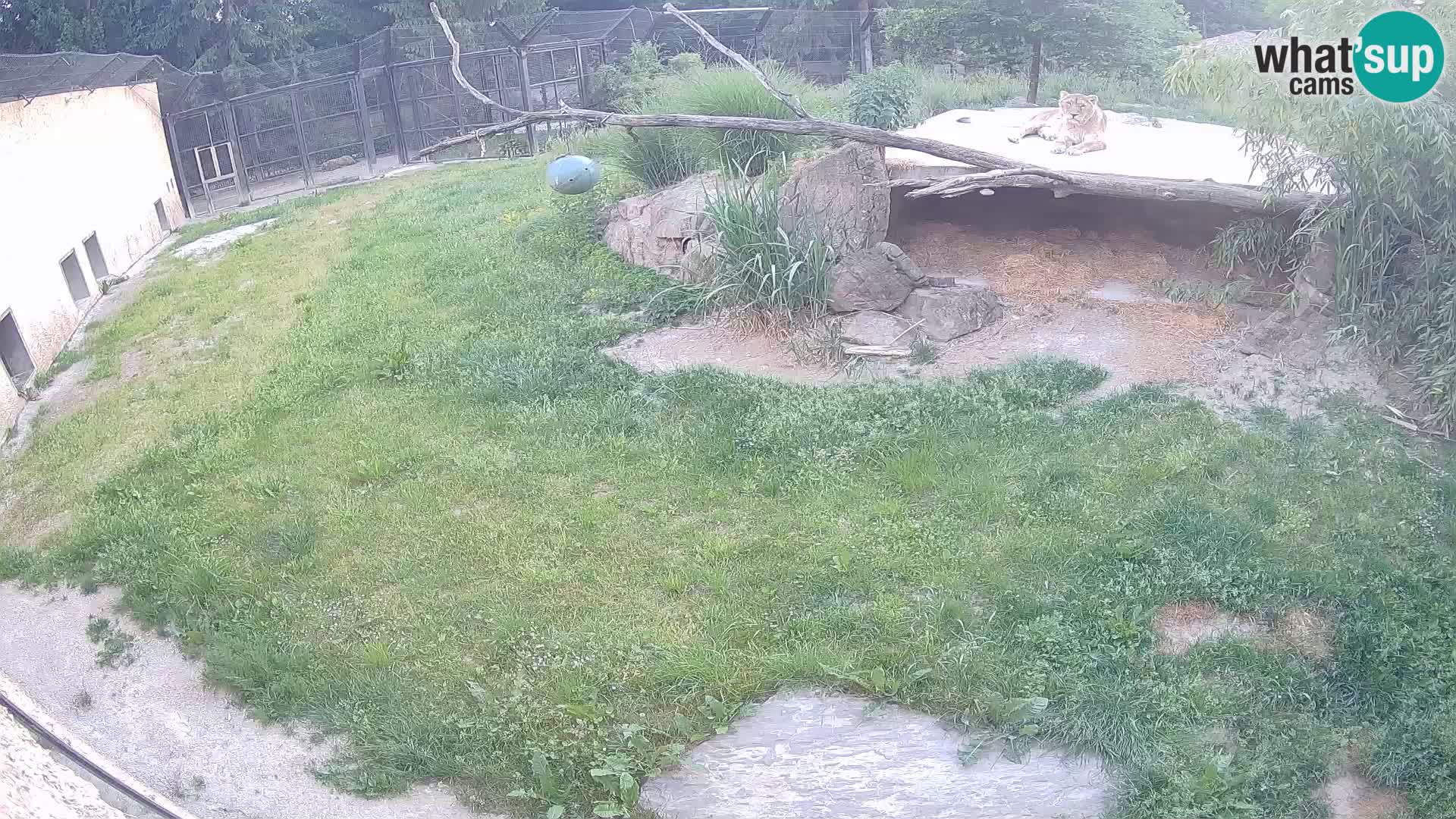LEONE live Webcam nello zoo di Lubiana – Slovenia