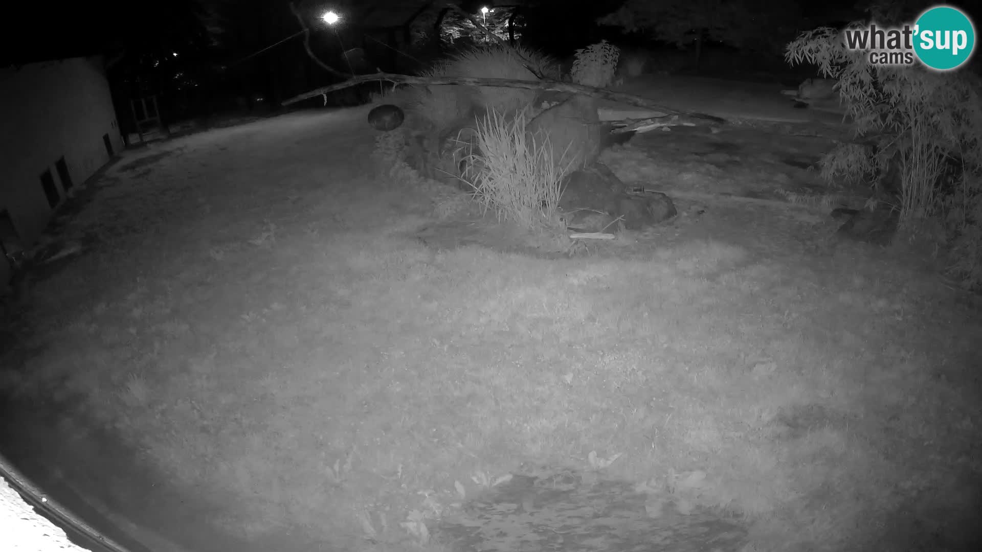 LEONE live Webcam nello zoo di Lubiana – Slovenia