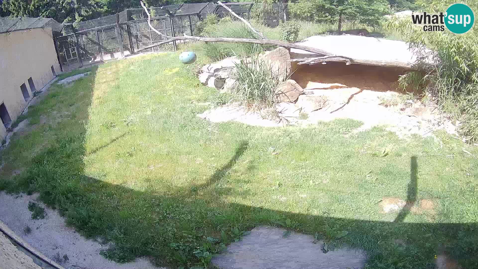 Lavovi web kamera uživo u ljubljanskom zoološkom vrtu – Slovenija