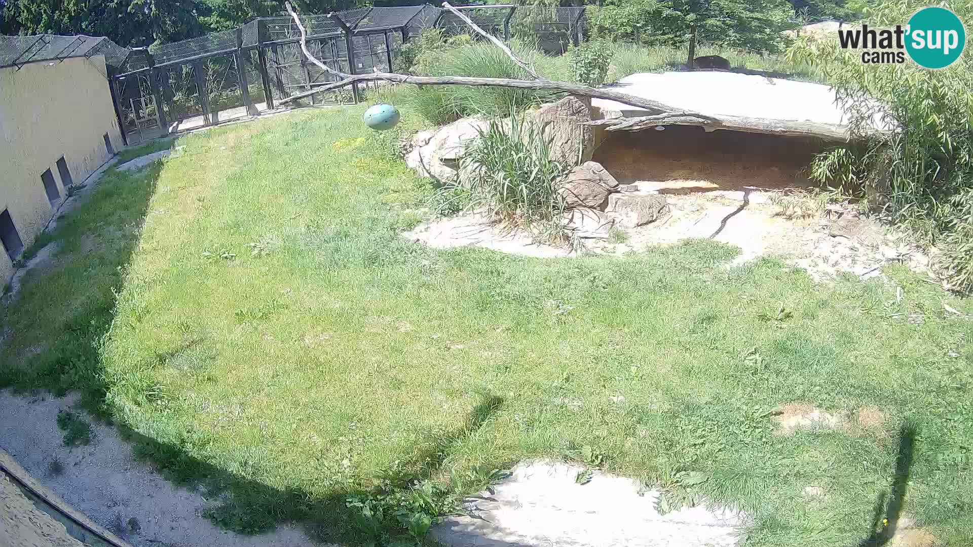 Lavovi web kamera uživo u ljubljanskom zoološkom vrtu – Slovenija