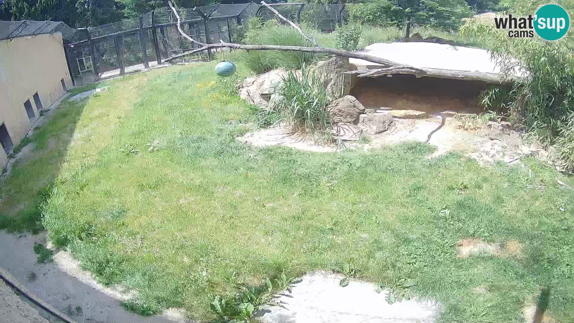 Löwe live Webcam im Zoo von Ljubljana – Slowenien