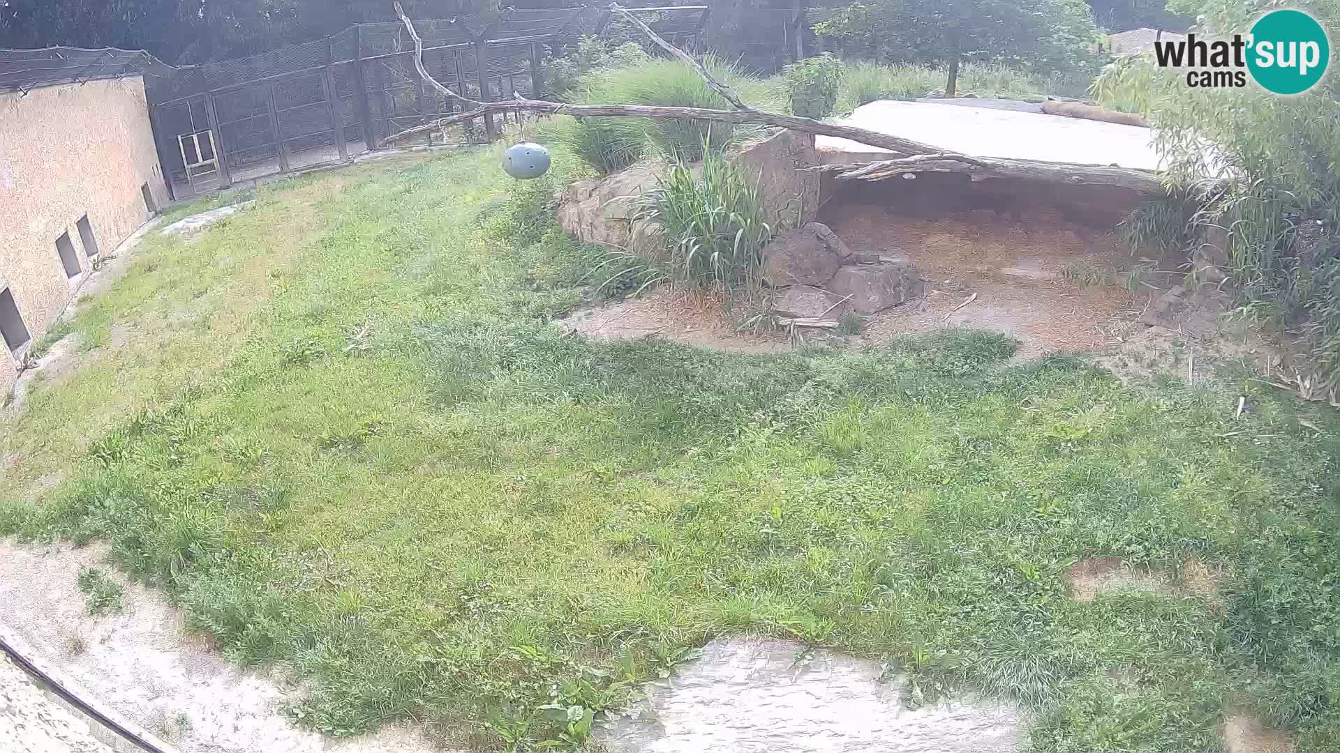 LEVI spletna kamera v živalskem vrtu Ljubljana Zoo