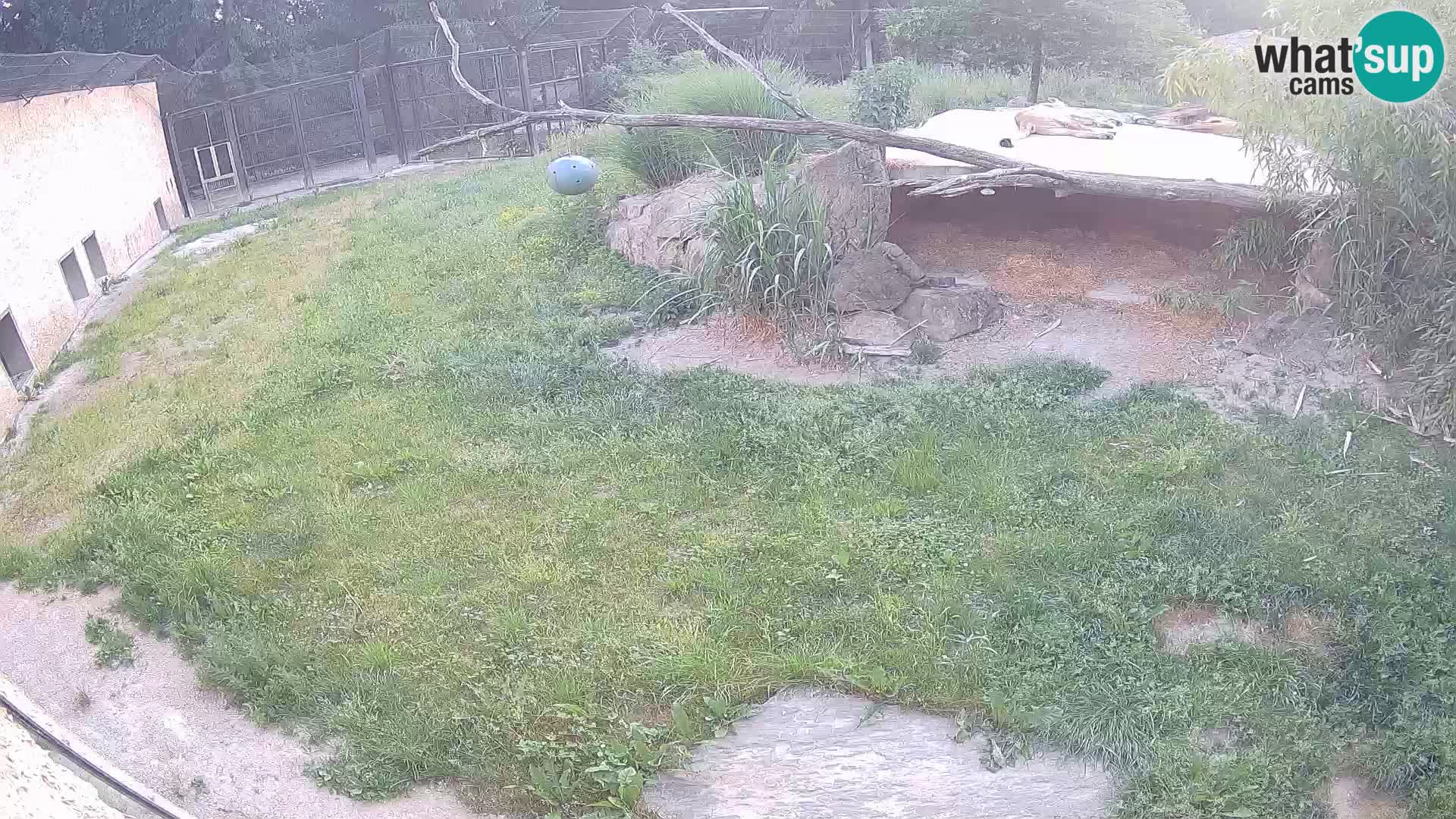 LION webcam en direct du zoo de Ljubljana – Slovénie