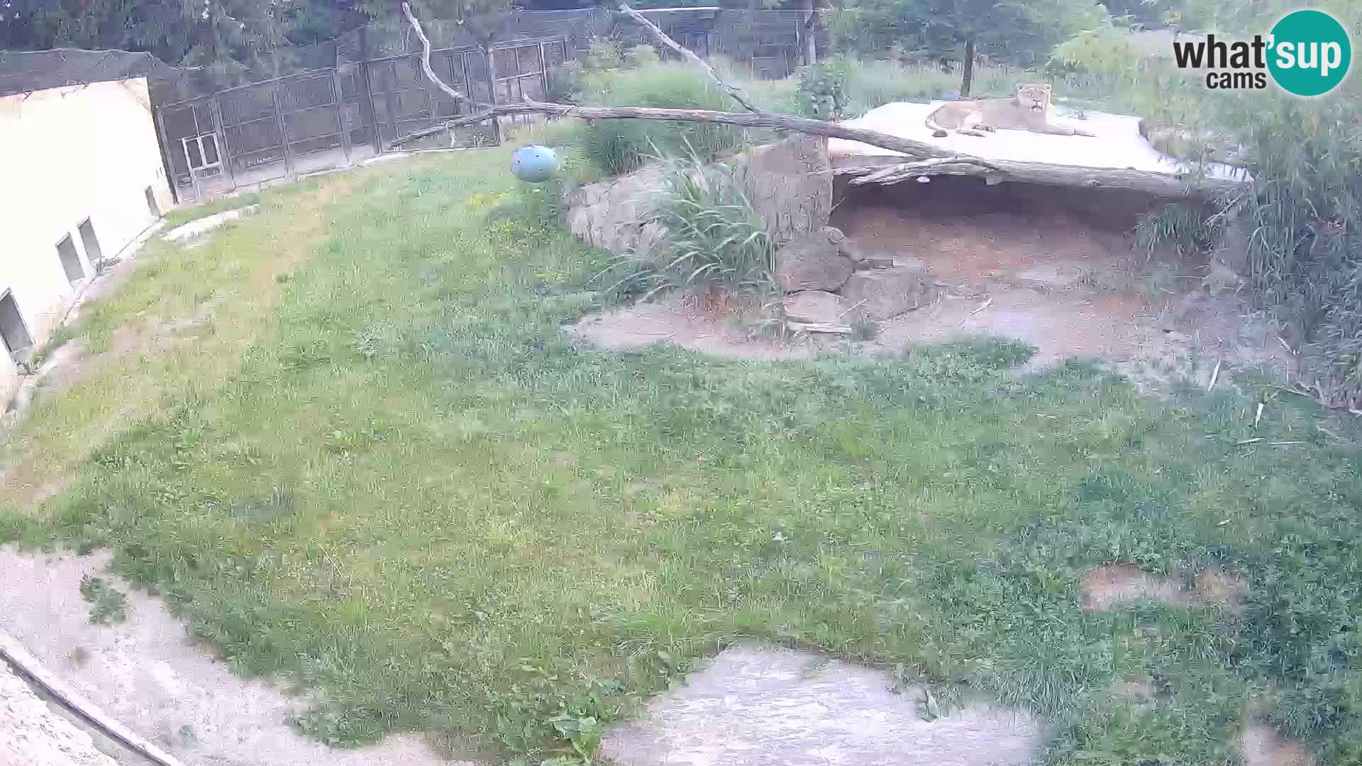 Löwe live Webcam im Zoo von Ljubljana – Slowenien