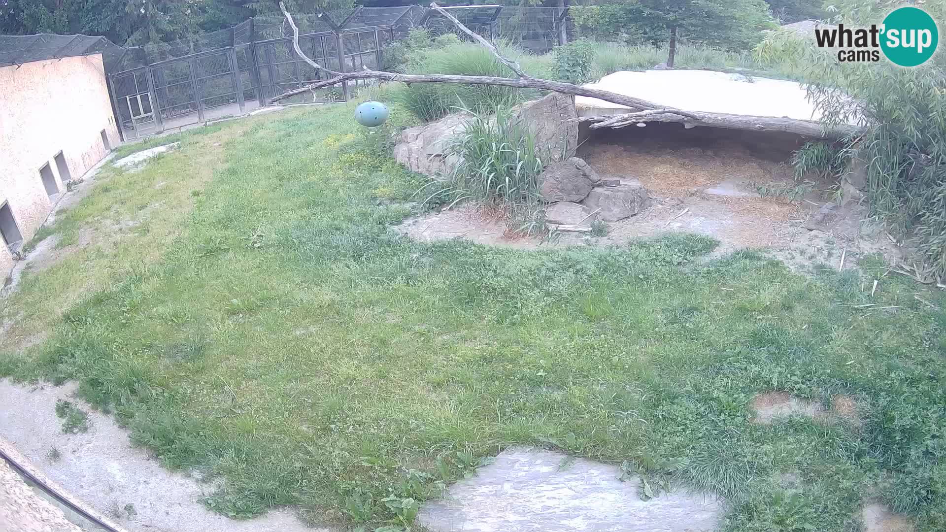 Löwe live Webcam im Zoo von Ljubljana – Slowenien