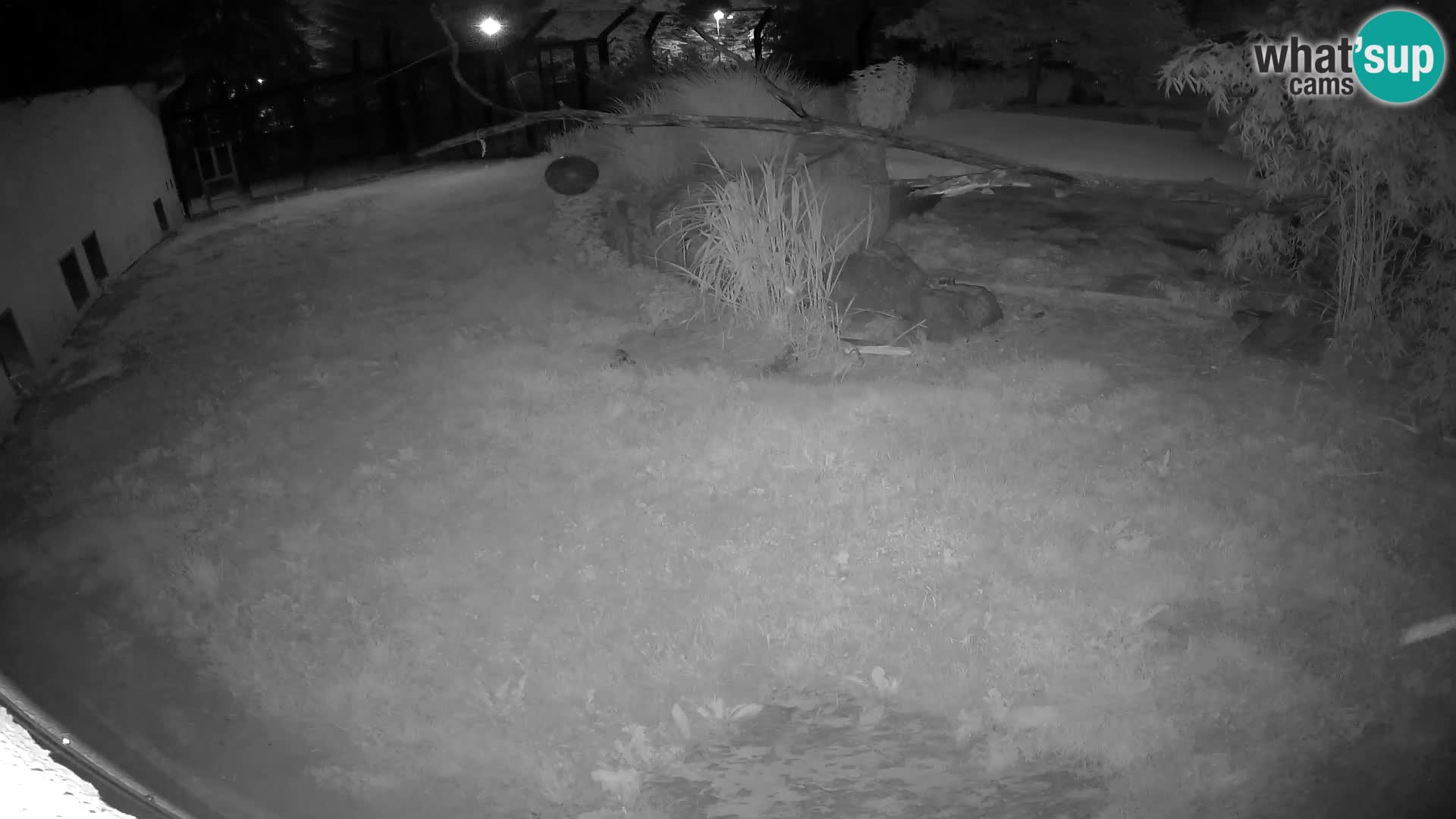 LION live Webcam in Ljubljana Zoo – Slovenia