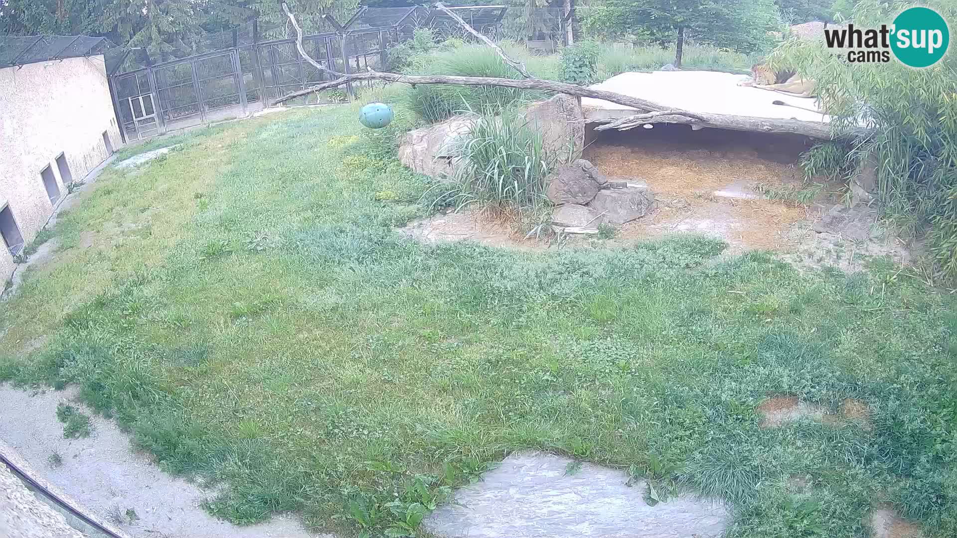 LION webcam en direct du zoo de Ljubljana – Slovénie