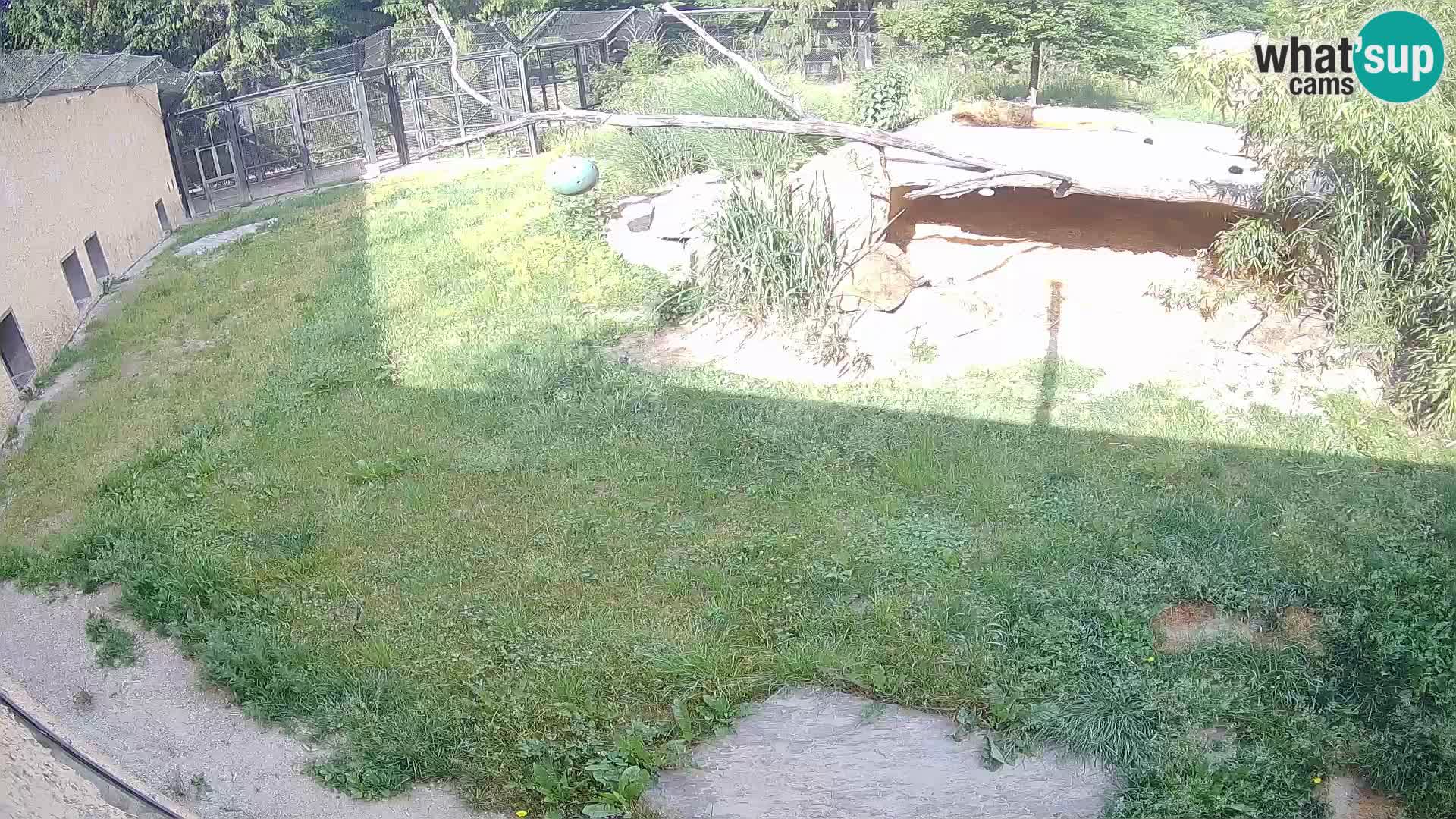 LION webcam en direct du zoo de Ljubljana – Slovénie