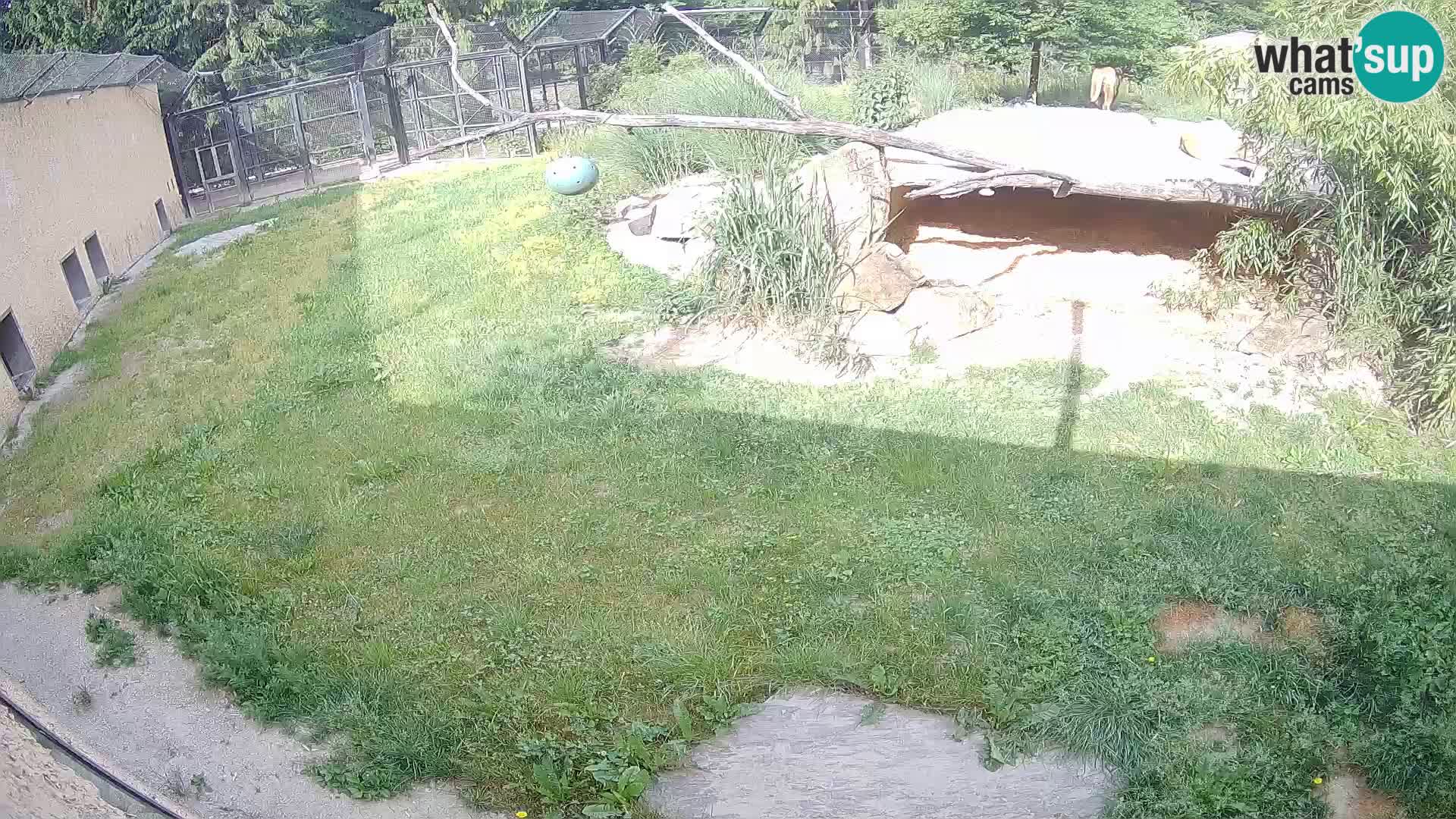 LEON Webcam en vivo en Ljubljana Zoo – Eslovenia