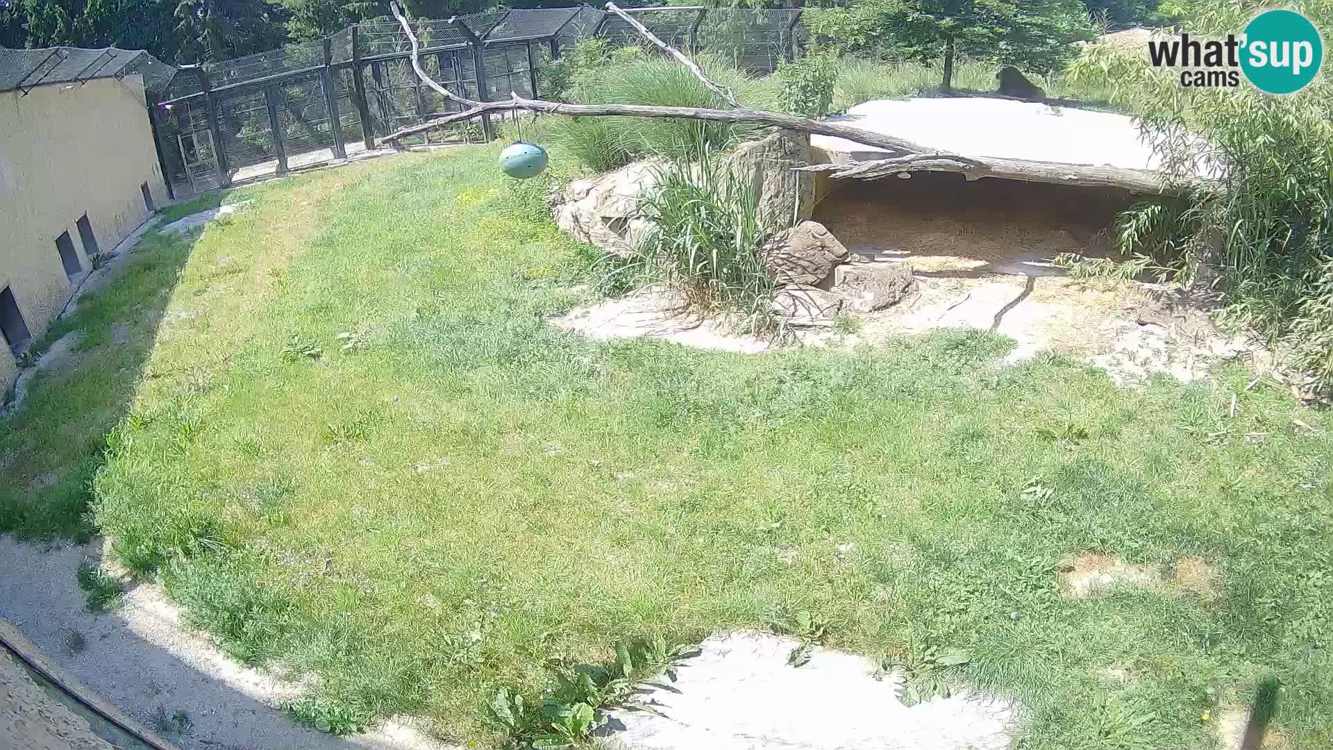 LEONE live Webcam nello zoo di Lubiana – Slovenia
