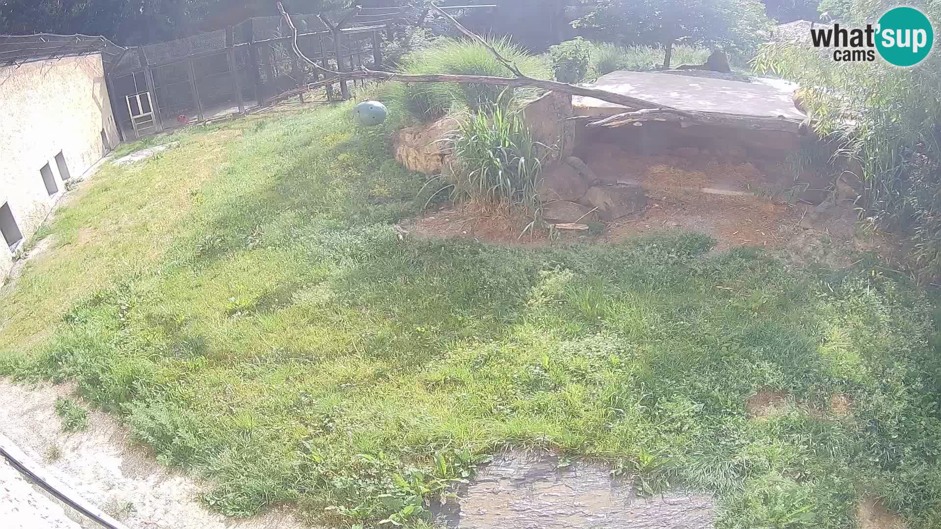 Löwe live Webcam im Zoo von Ljubljana – Slowenien