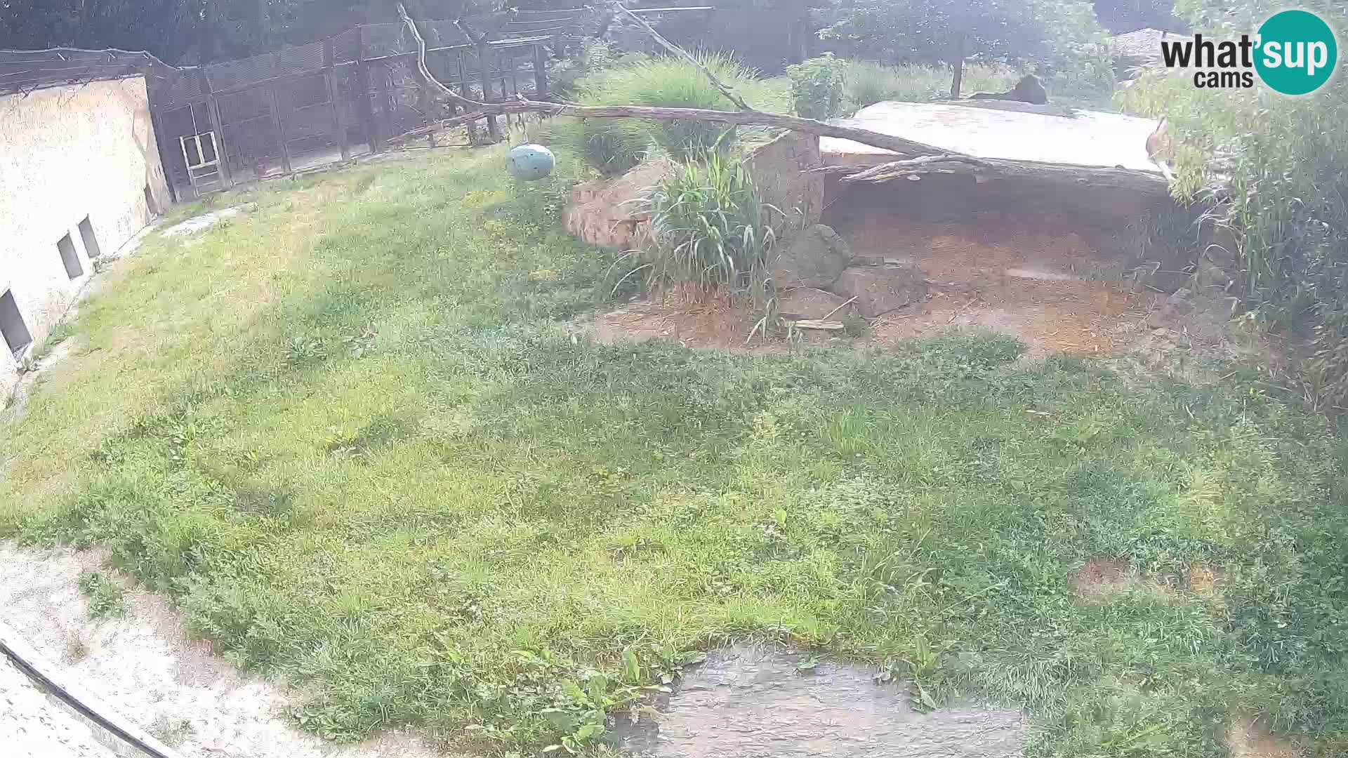 LEONE live Webcam nello zoo di Lubiana – Slovenia