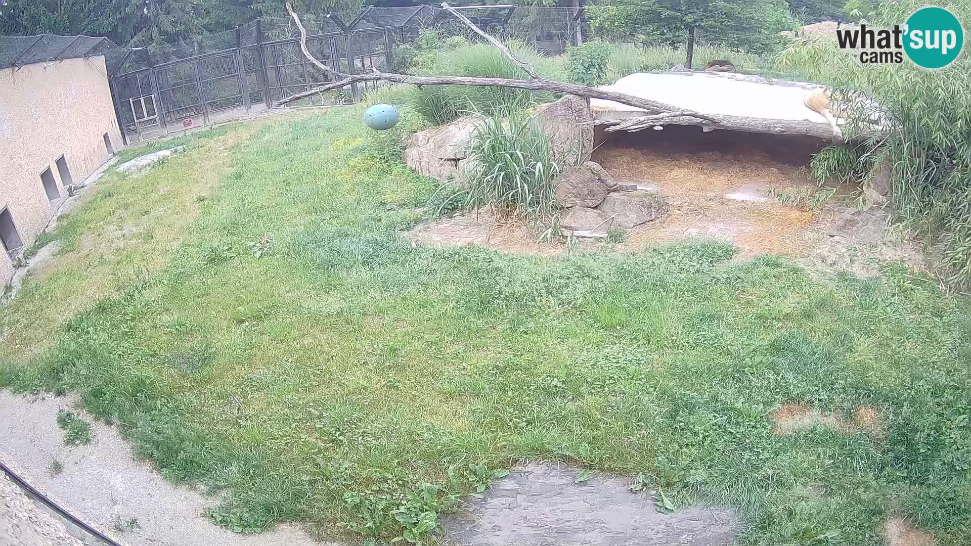LION live Webcam in Ljubljana Zoo – Slovenia