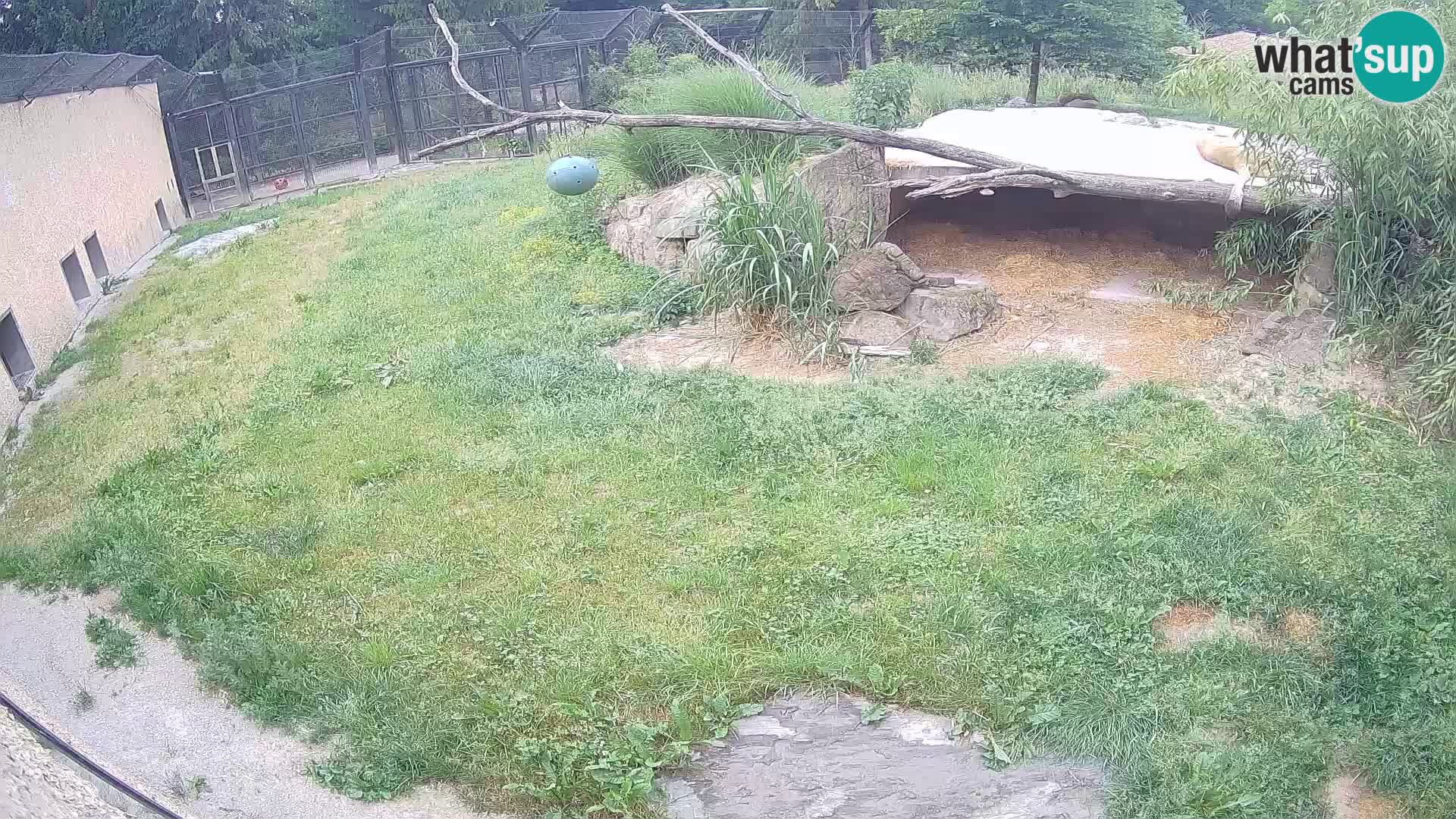 LEONE live Webcam nello zoo di Lubiana – Slovenia