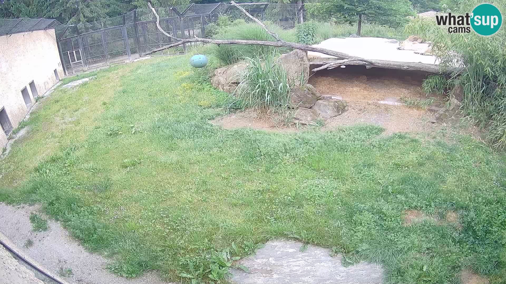 LION webcam en direct du zoo de Ljubljana – Slovénie