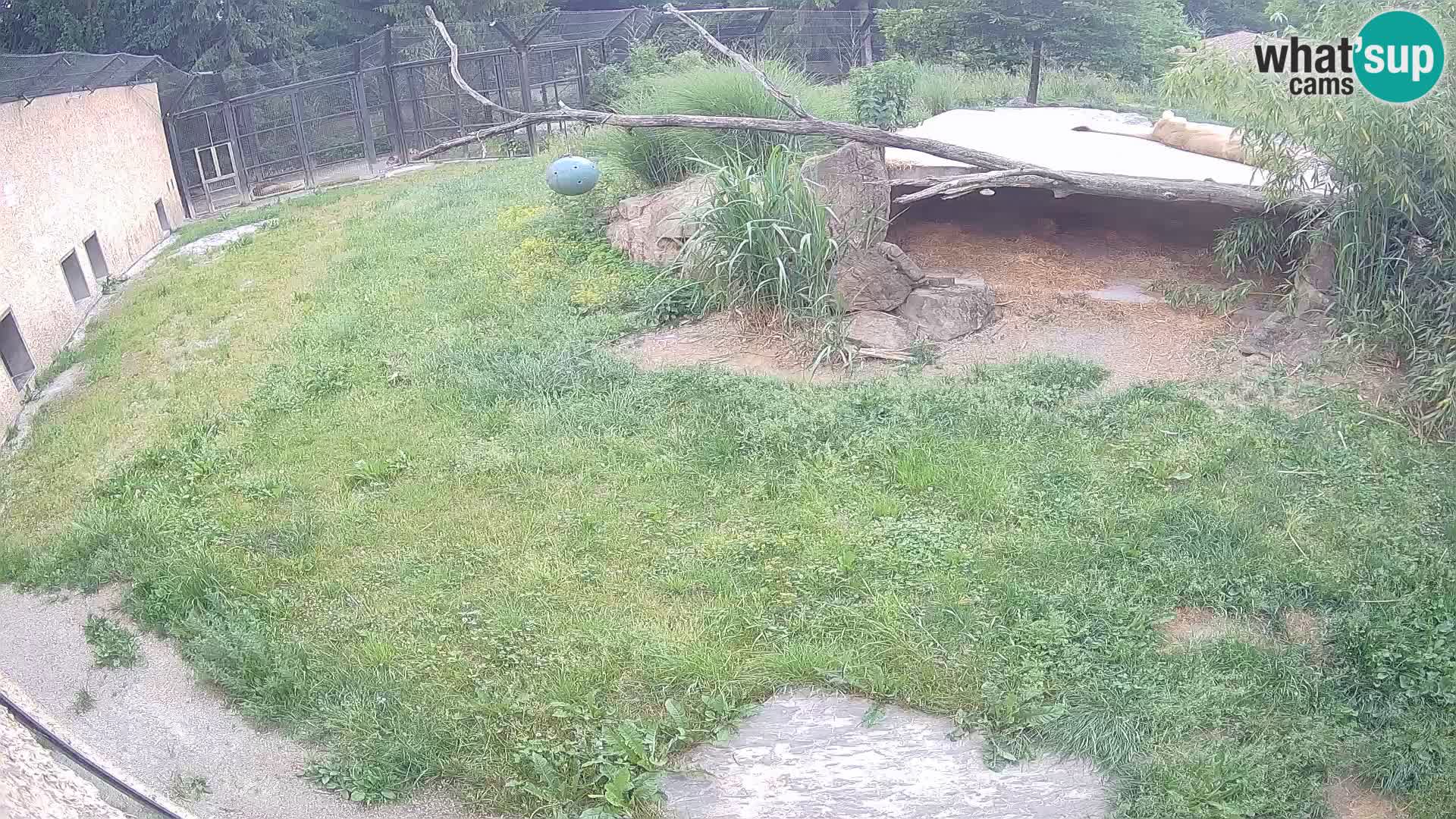 LION live Webcam in Ljubljana Zoo – Slovenia