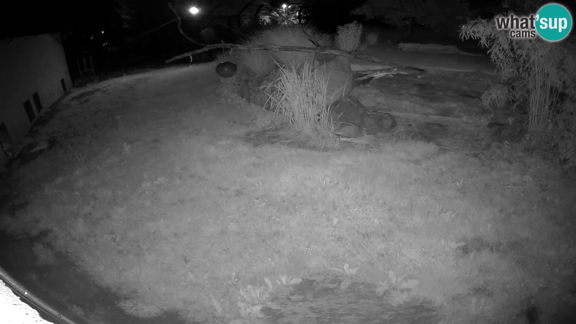 LION live Webcam in Ljubljana Zoo – Slovenia