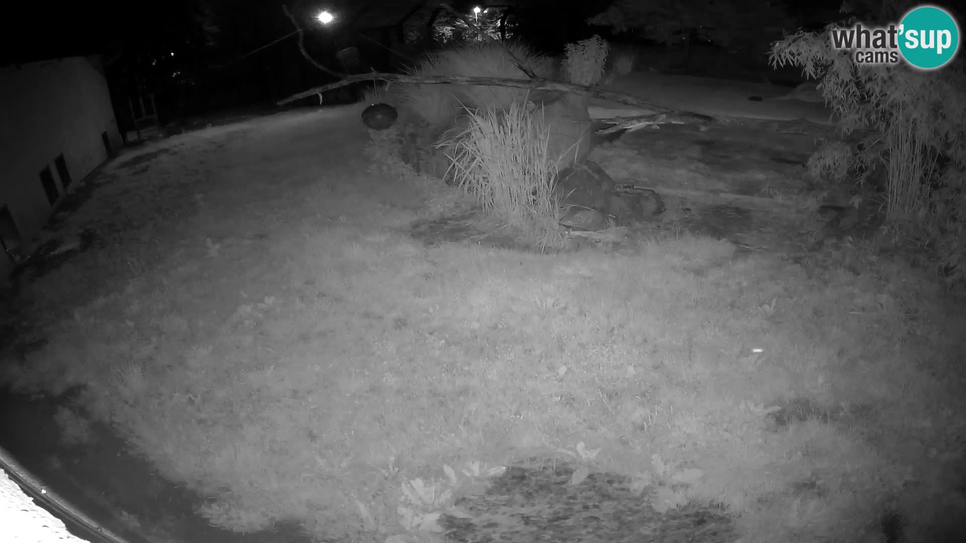 LION webcam en direct du zoo de Ljubljana – Slovénie