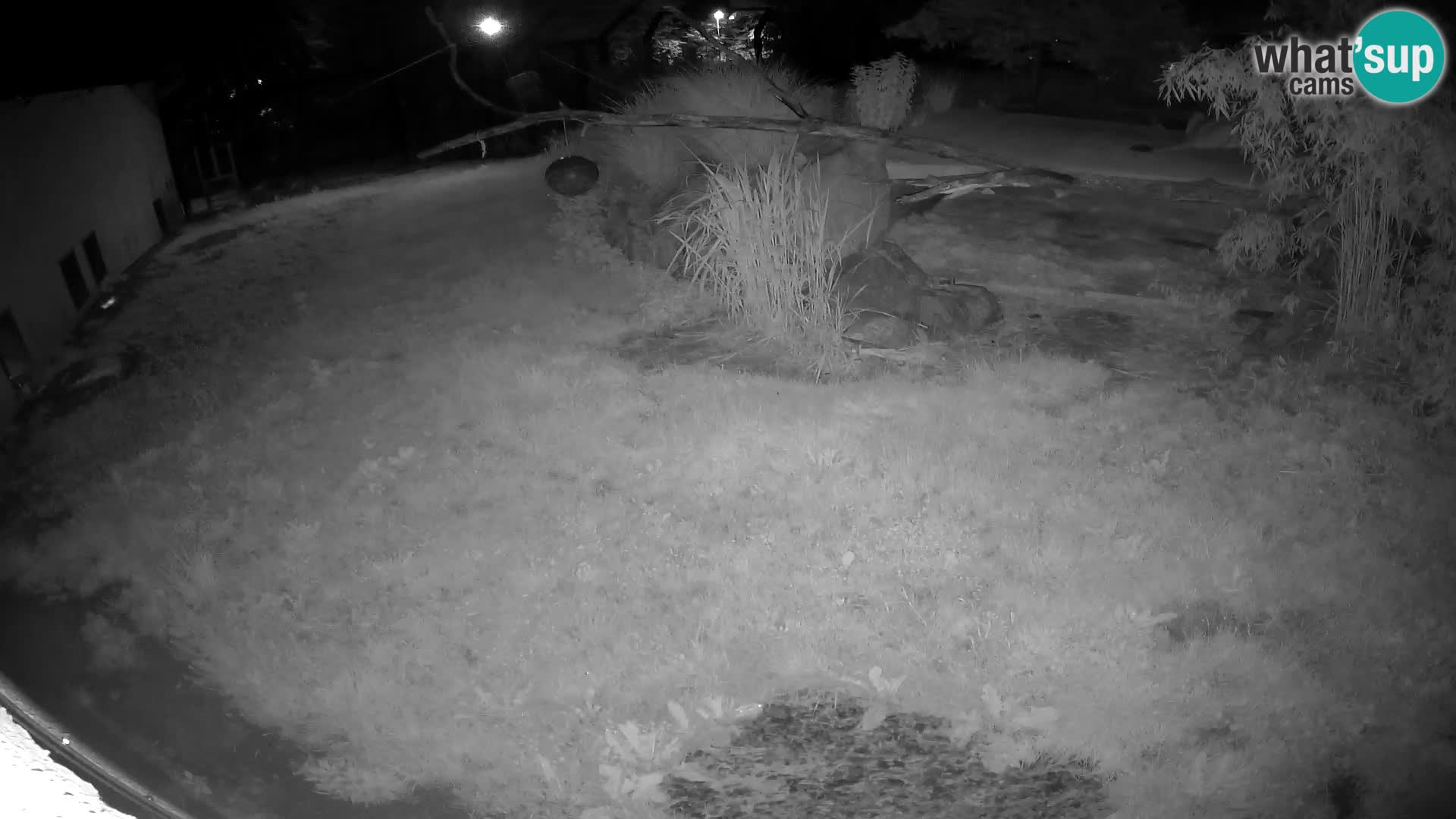 LEONE live Webcam nello zoo di Lubiana – Slovenia