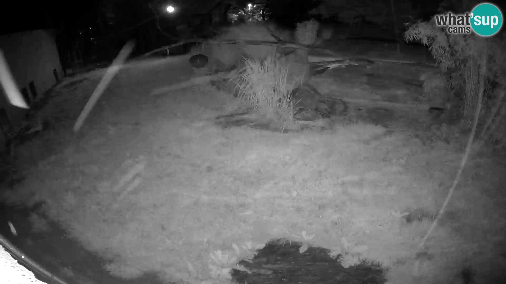 LION live Webcam in Ljubljana Zoo – Slovenia