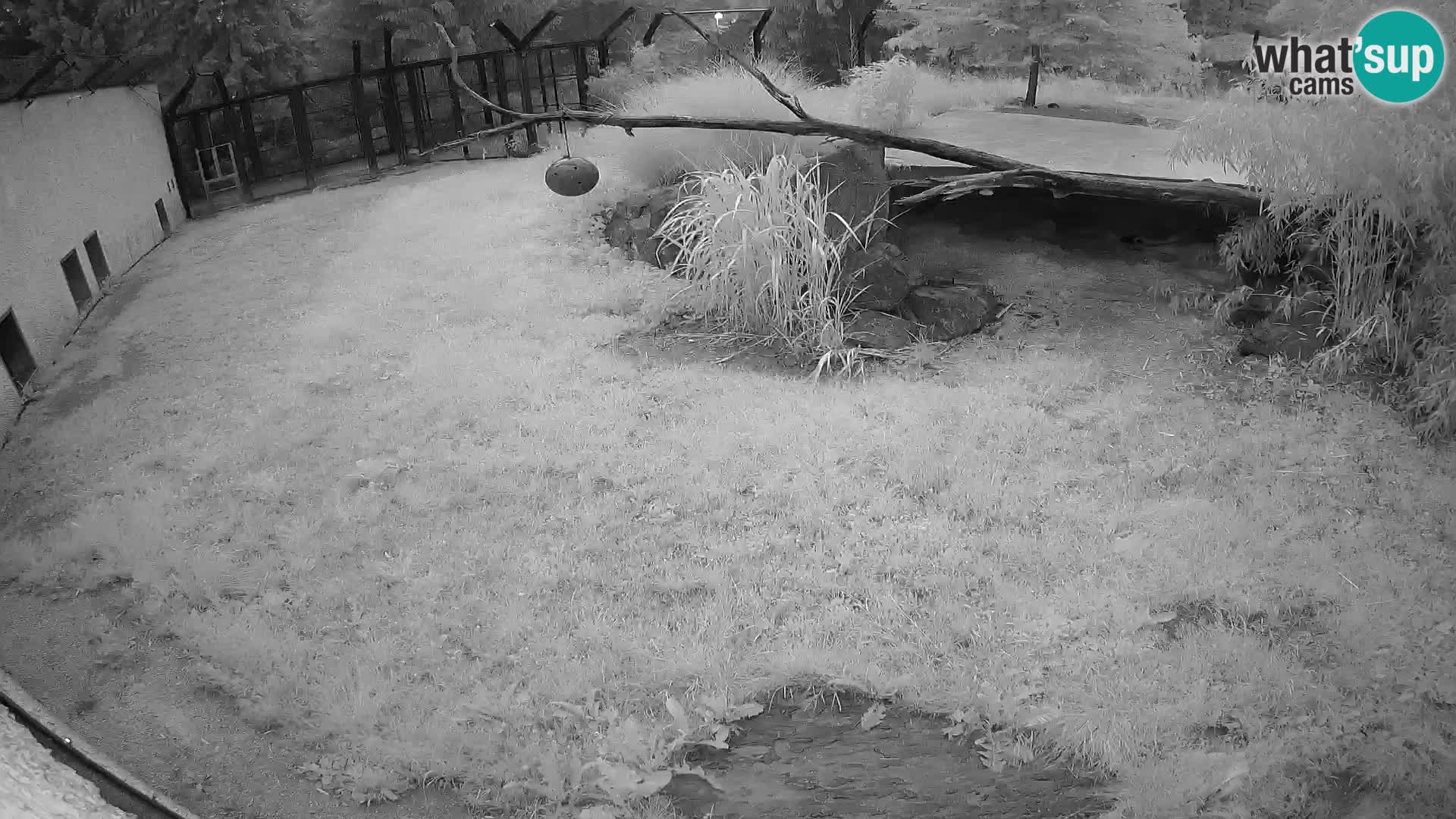 LEONE live Webcam nello zoo di Lubiana – Slovenia