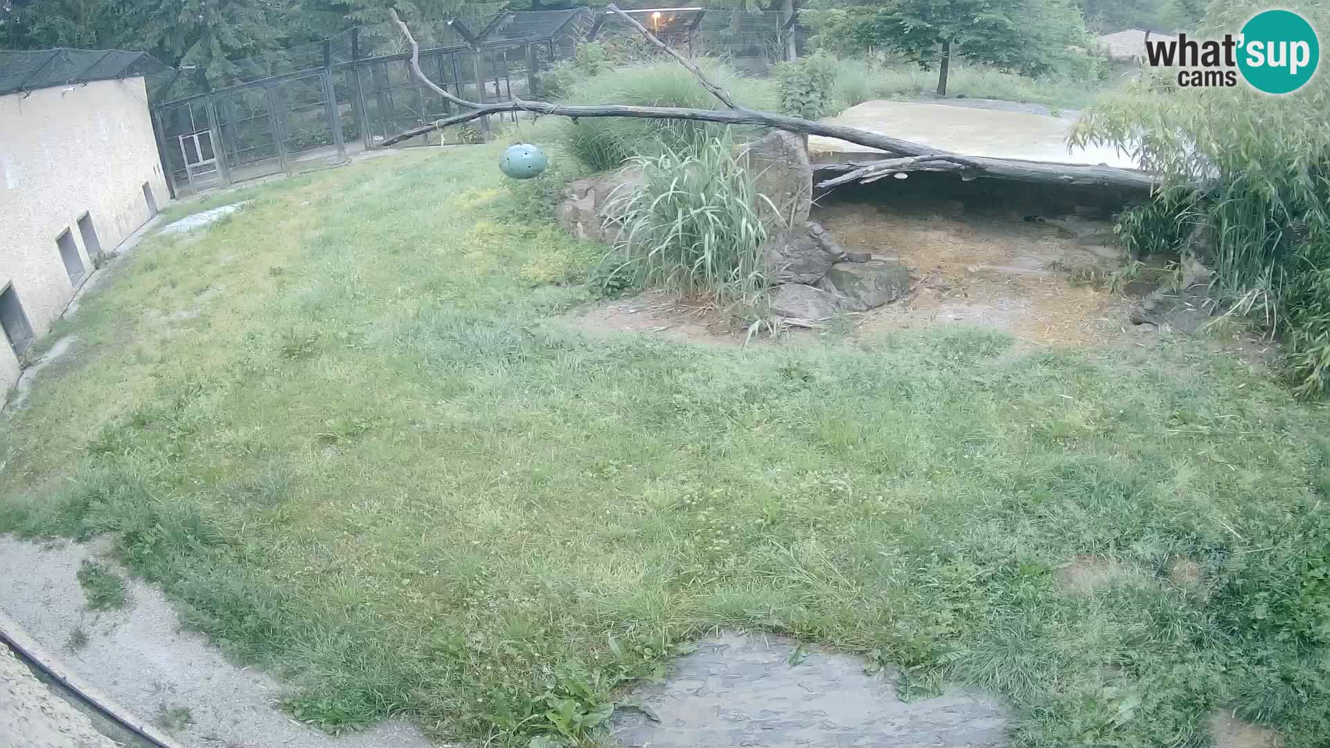 LION live Webcam in Ljubljana Zoo – Slovenia