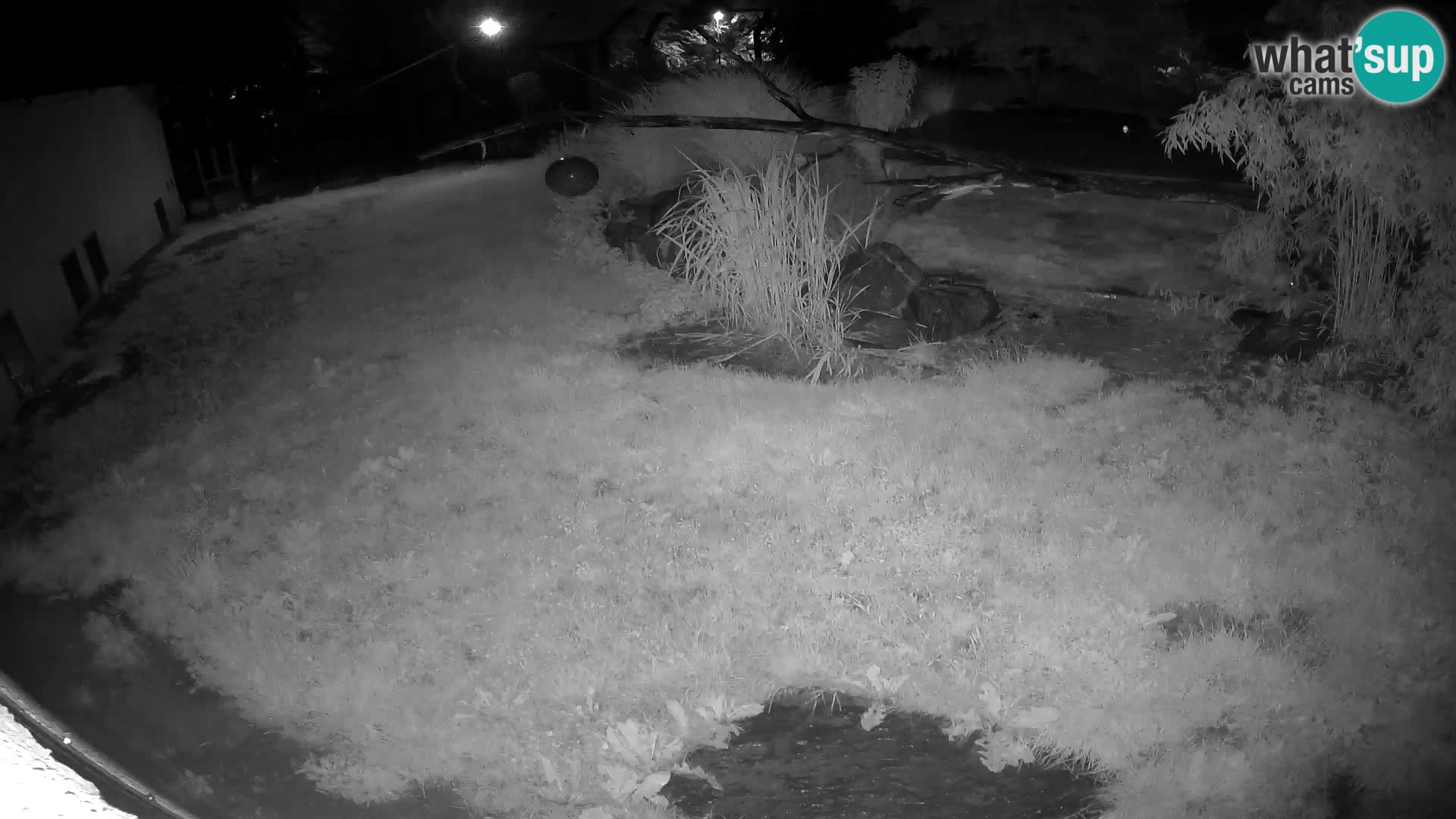 LION live Webcam in Ljubljana Zoo – Slovenia