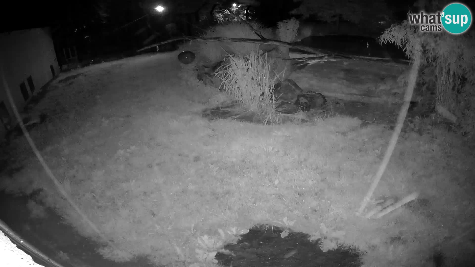 LION webcam en direct du zoo de Ljubljana – Slovénie