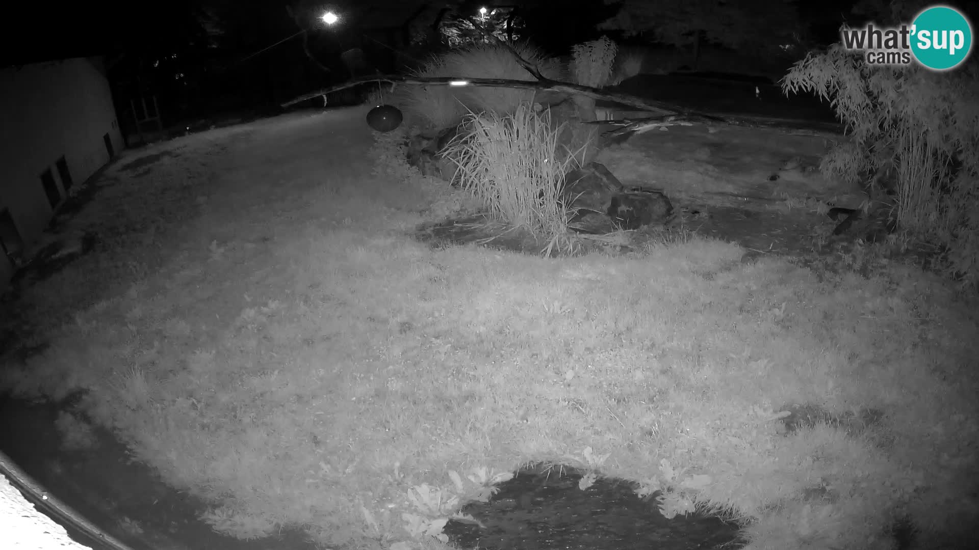 Löwe live Webcam im Zoo von Ljubljana – Slowenien