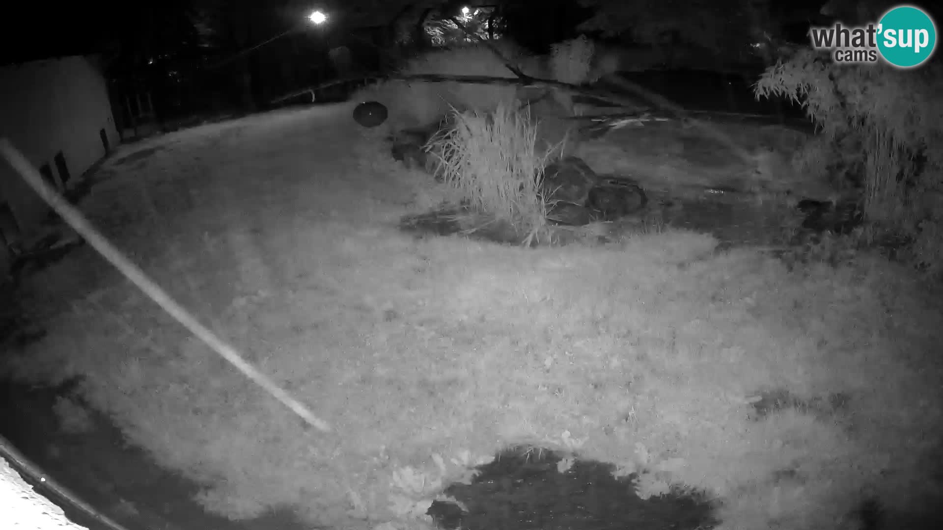 LION webcam en direct du zoo de Ljubljana – Slovénie
