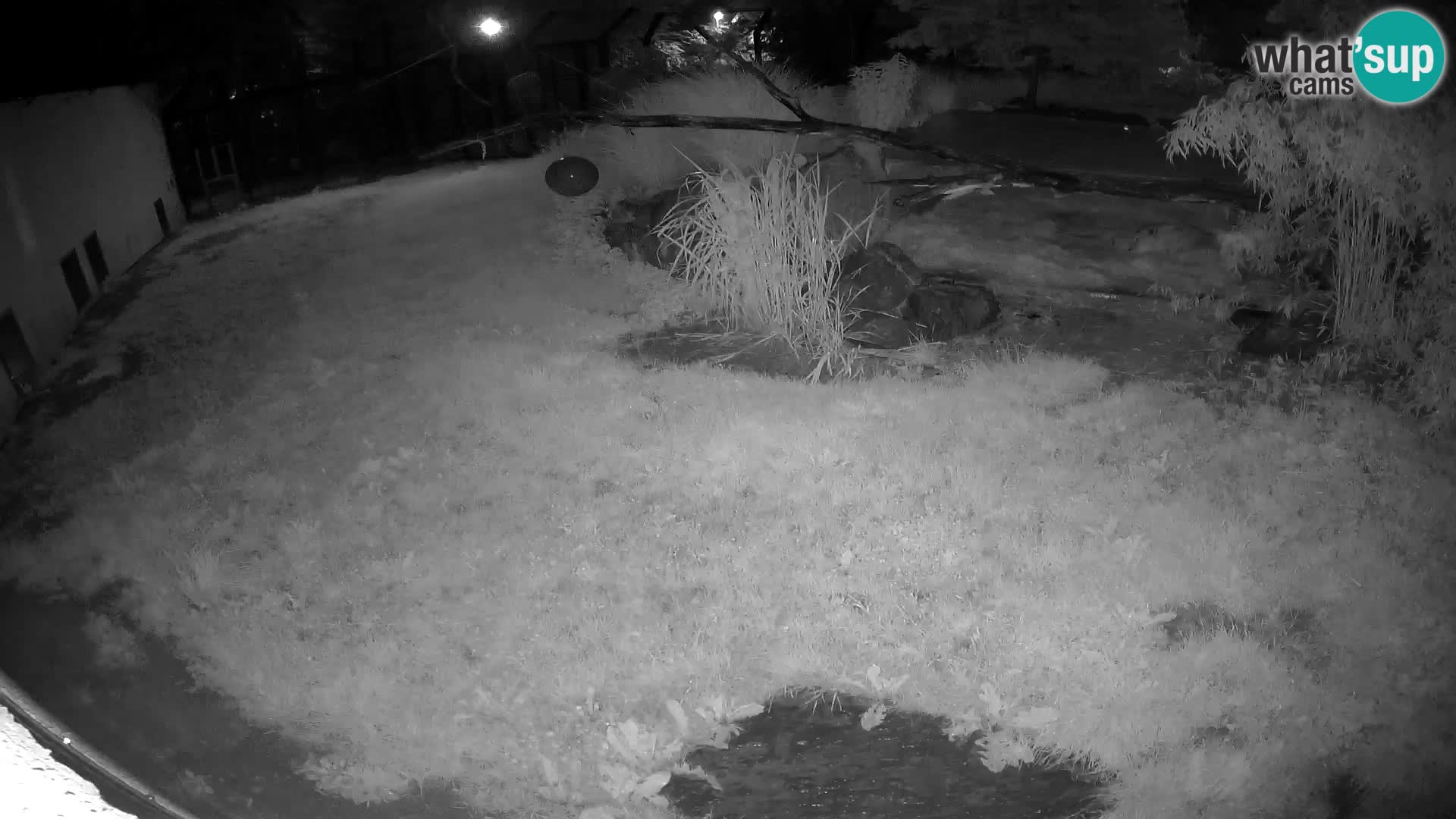 LION live Webcam in Ljubljana Zoo – Slovenia