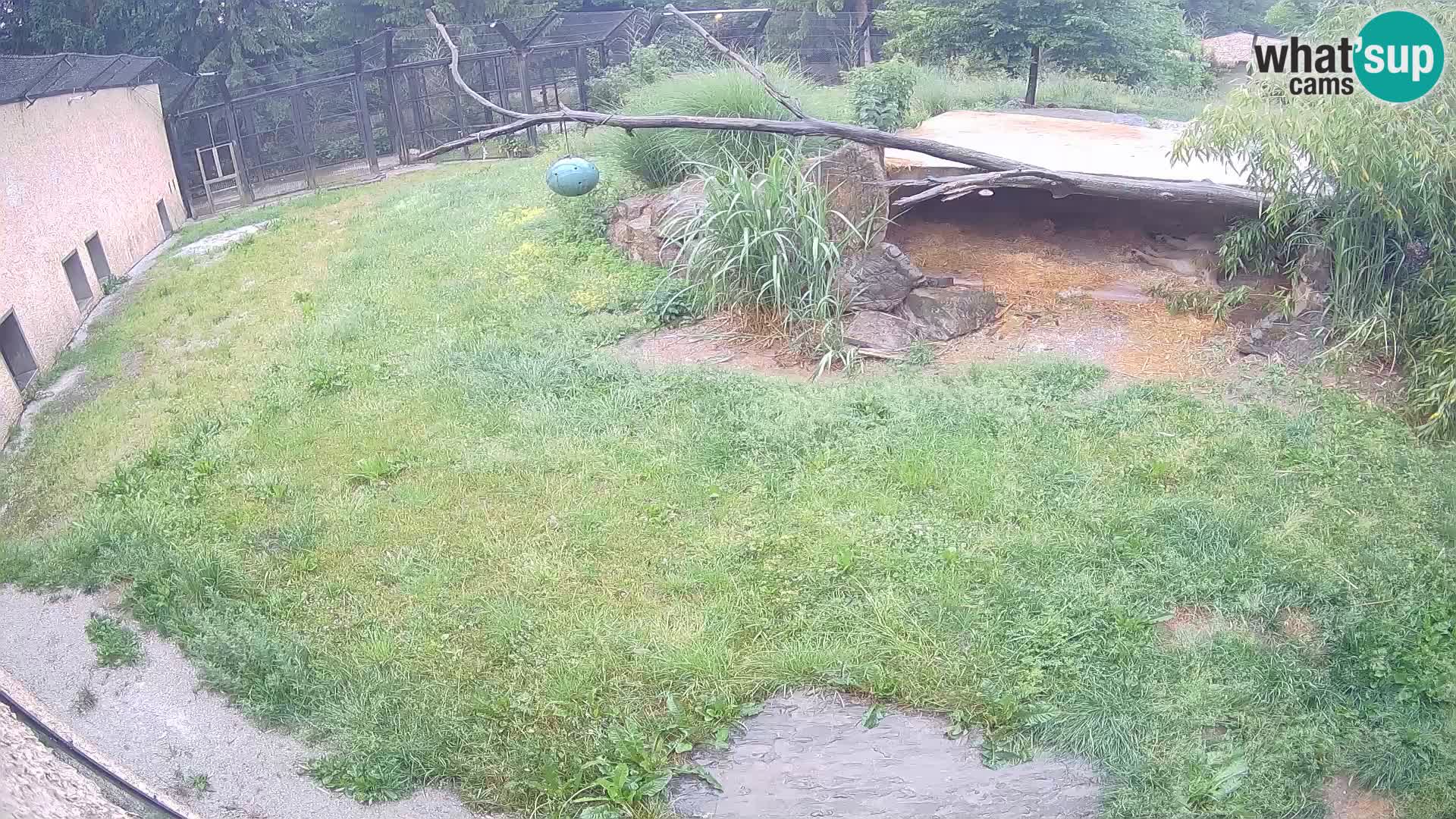 Löwe live Webcam im Zoo von Ljubljana – Slowenien