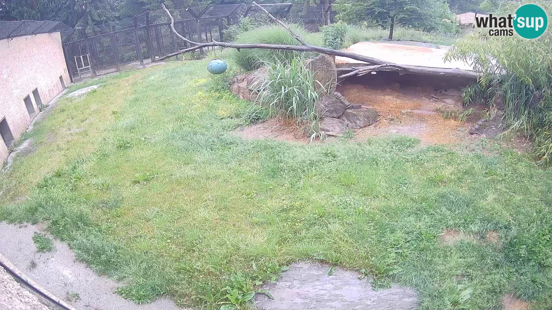 LEON Webcam en vivo en Ljubljana Zoo – Eslovenia