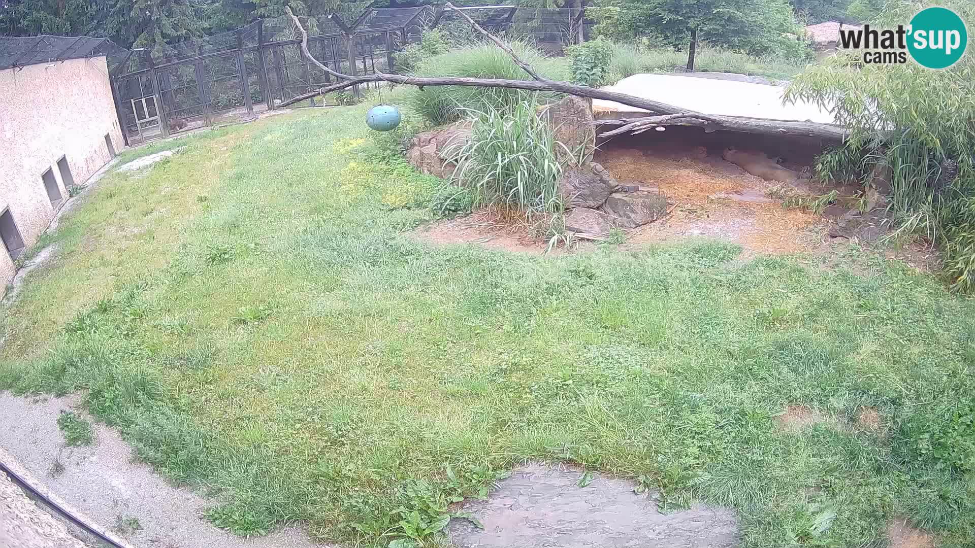LEON Webcam en vivo en Ljubljana Zoo – Eslovenia