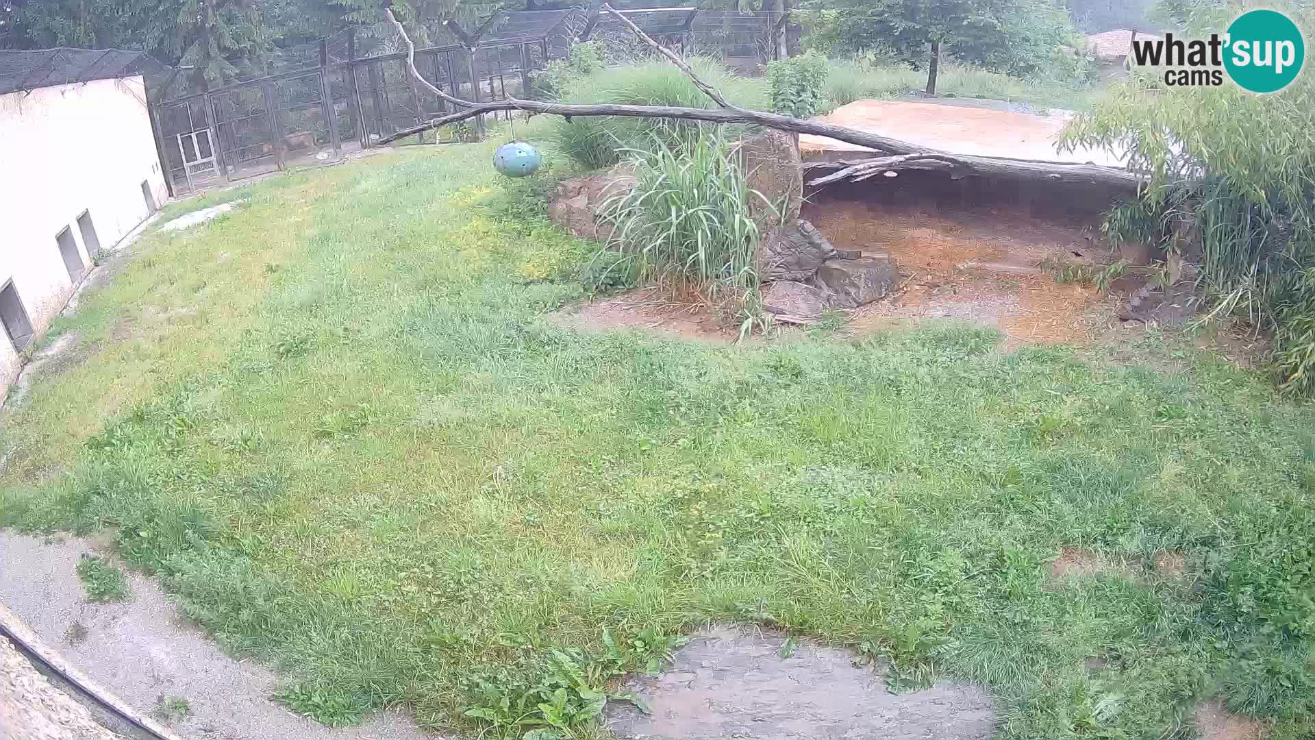 LION live Webcam in Ljubljana Zoo – Slovenia