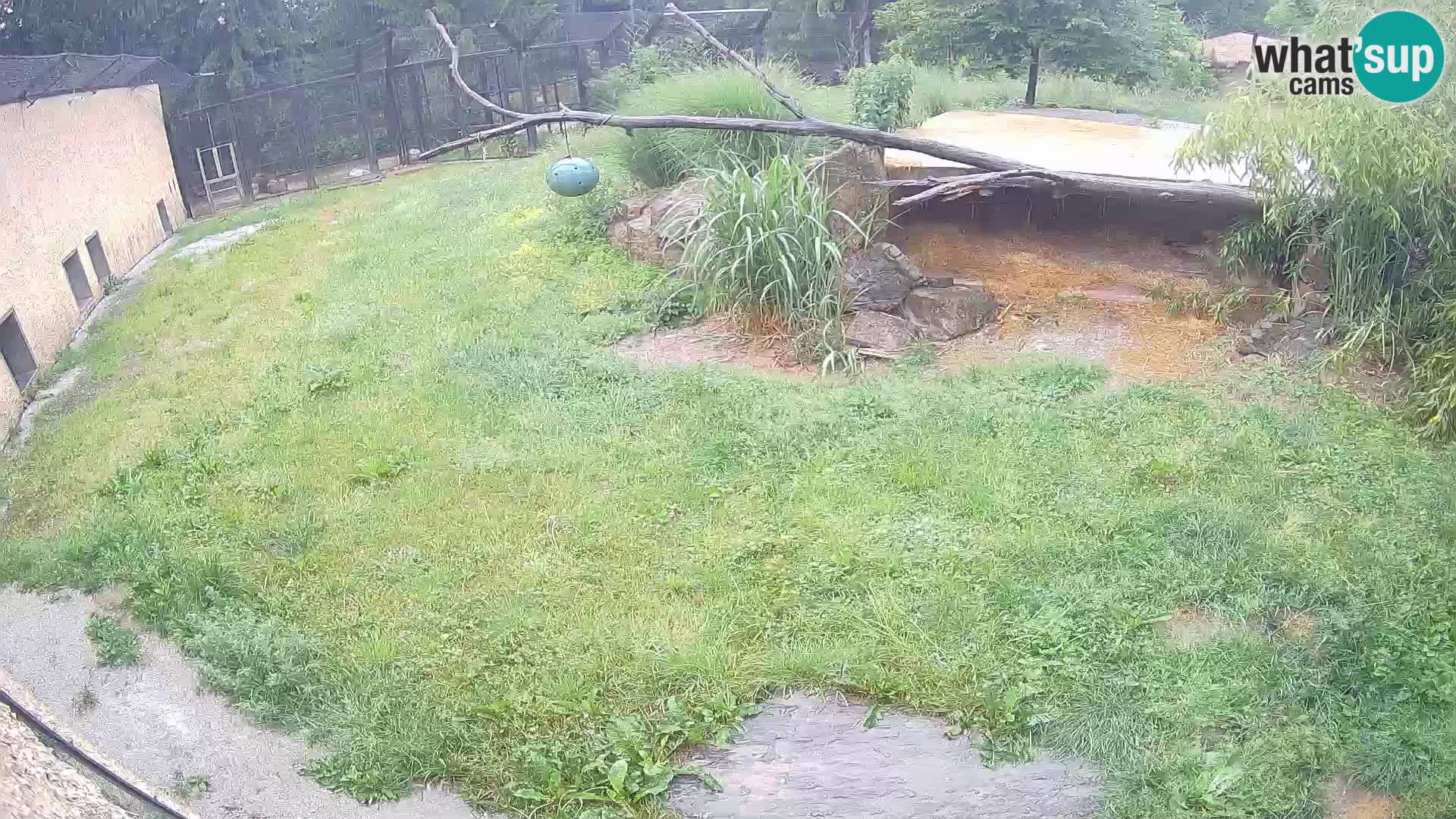 LION webcam en direct du zoo de Ljubljana – Slovénie