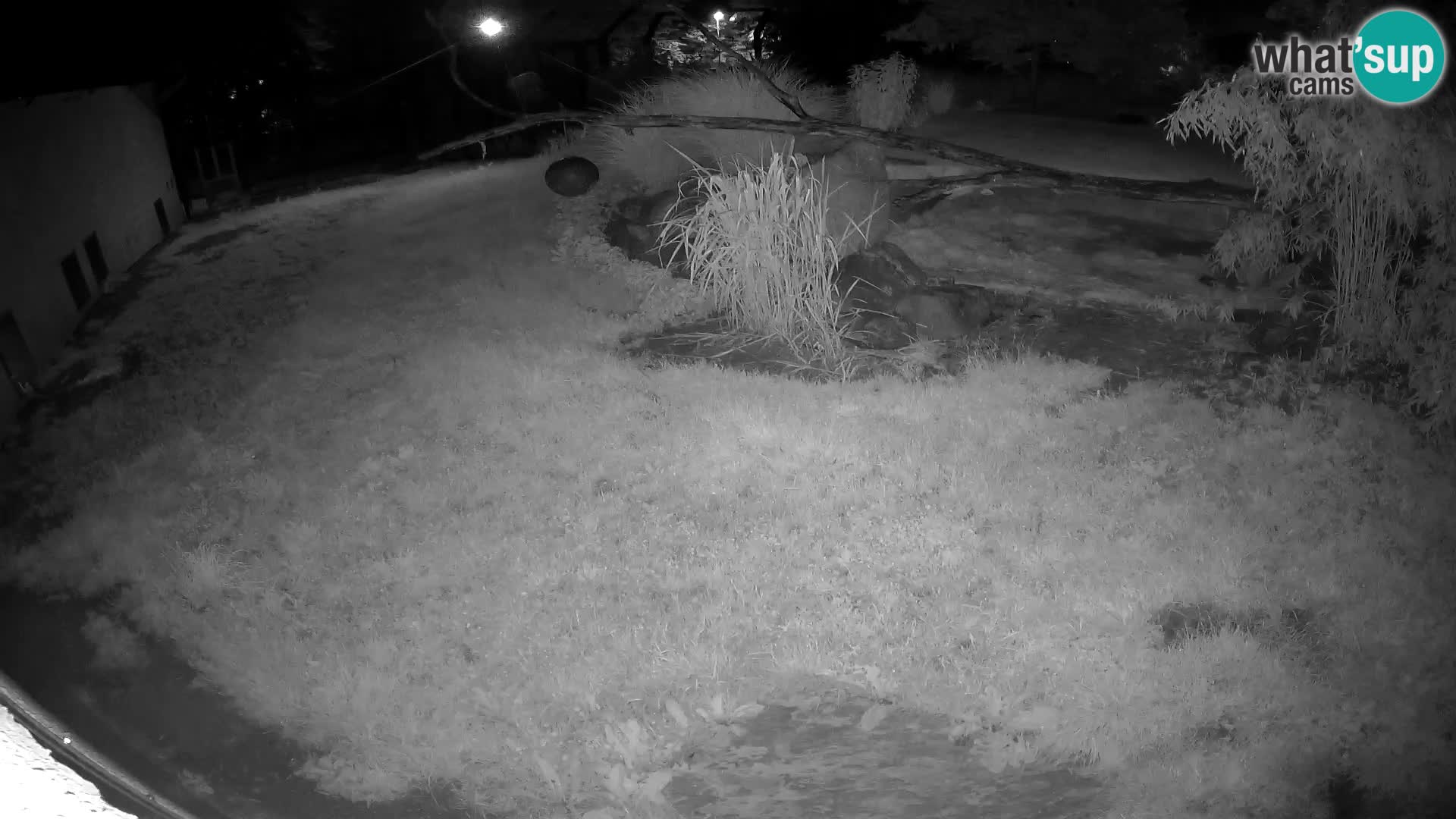 LION webcam en direct du zoo de Ljubljana – Slovénie