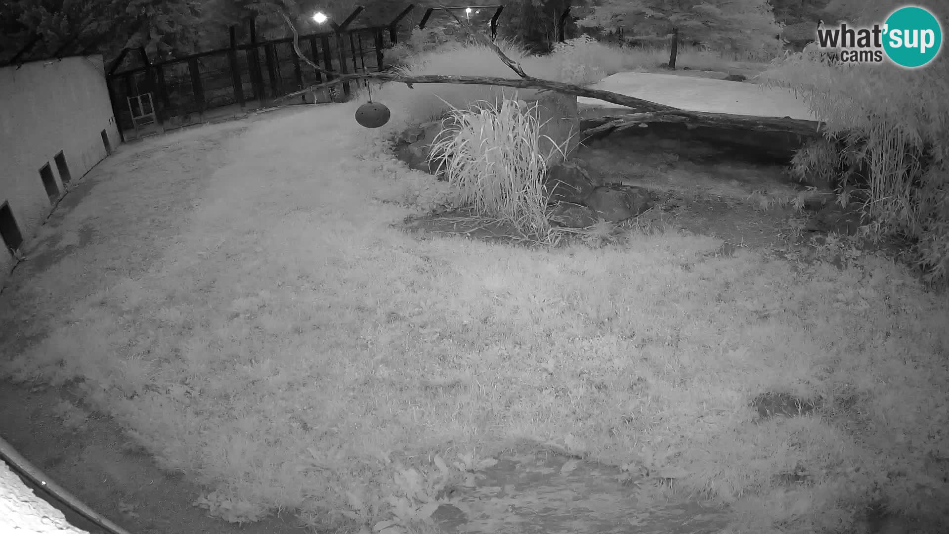 LEON Webcam en vivo en Ljubljana Zoo – Eslovenia