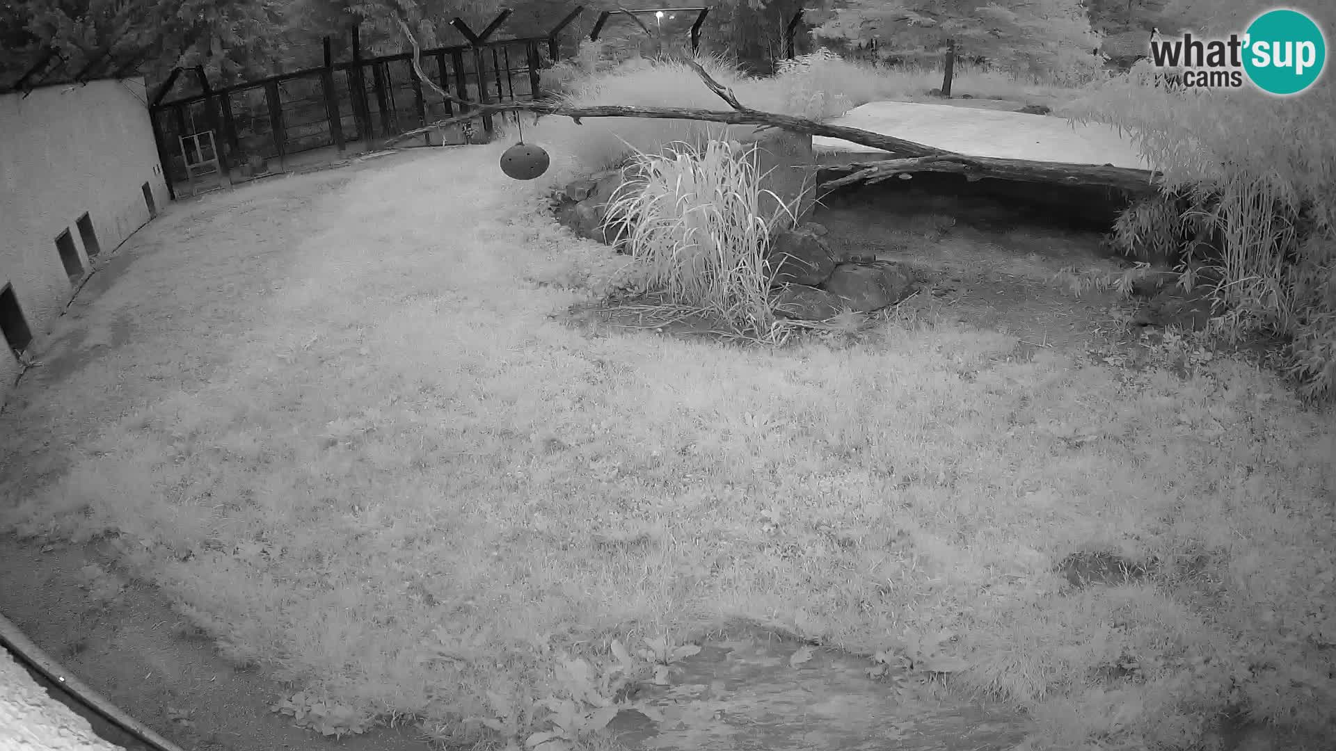 LION webcam en direct du zoo de Ljubljana – Slovénie