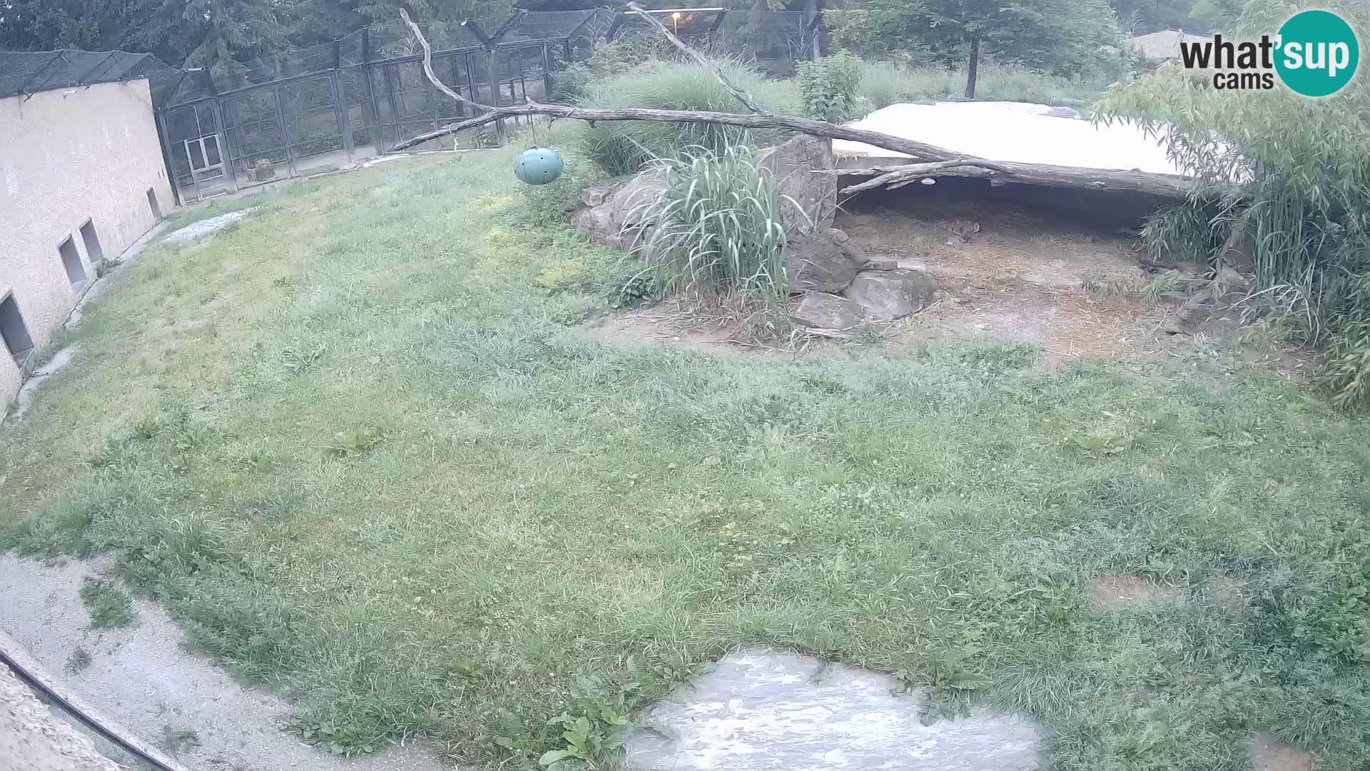 LEON Webcam en vivo en Ljubljana Zoo – Eslovenia