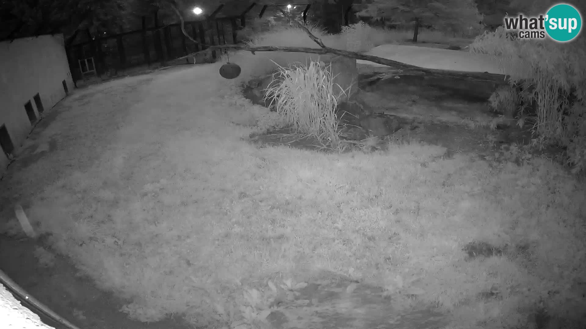 LION live Webcam in Ljubljana Zoo – Slovenia