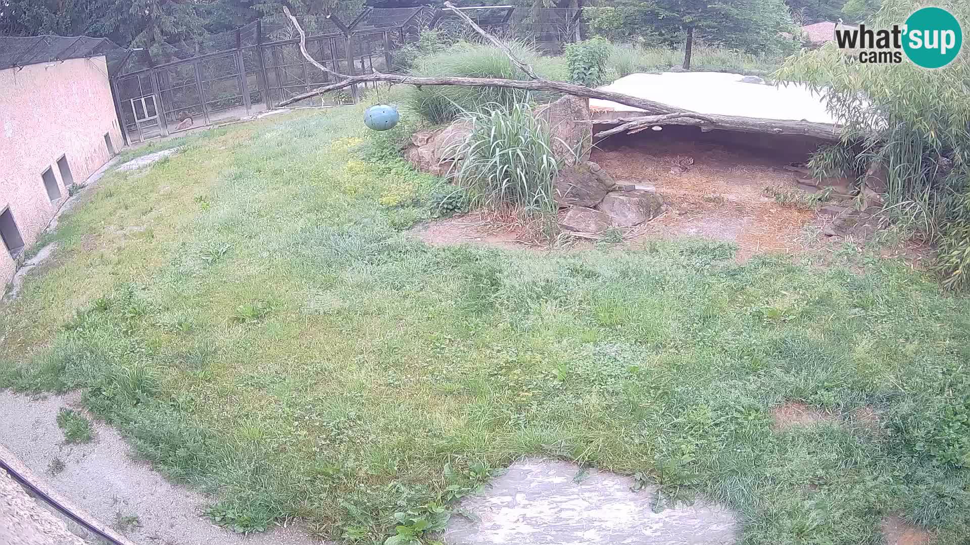 LEON Webcam en vivo en Ljubljana Zoo – Eslovenia