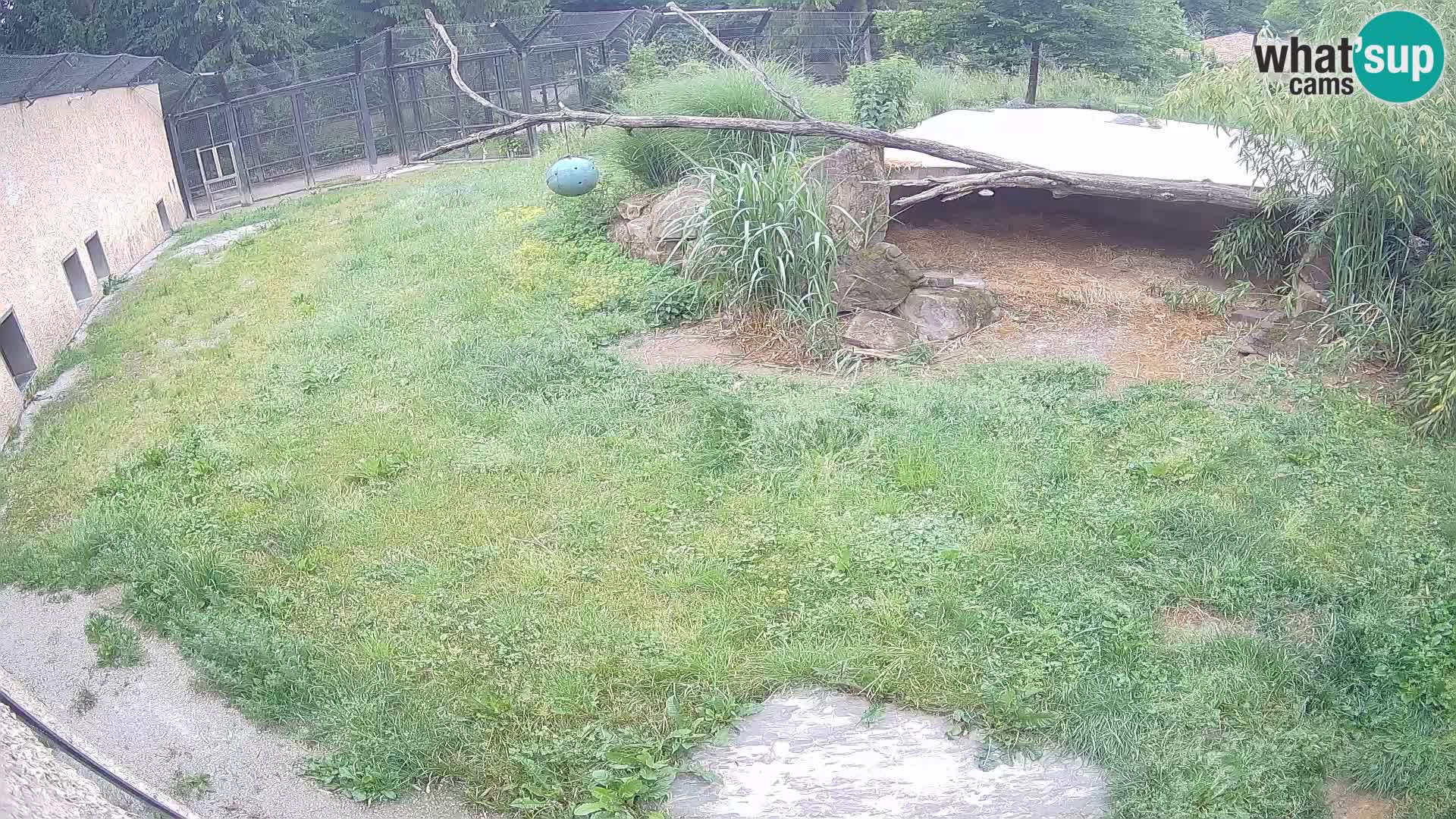 LEON Webcam en vivo en Ljubljana Zoo – Eslovenia