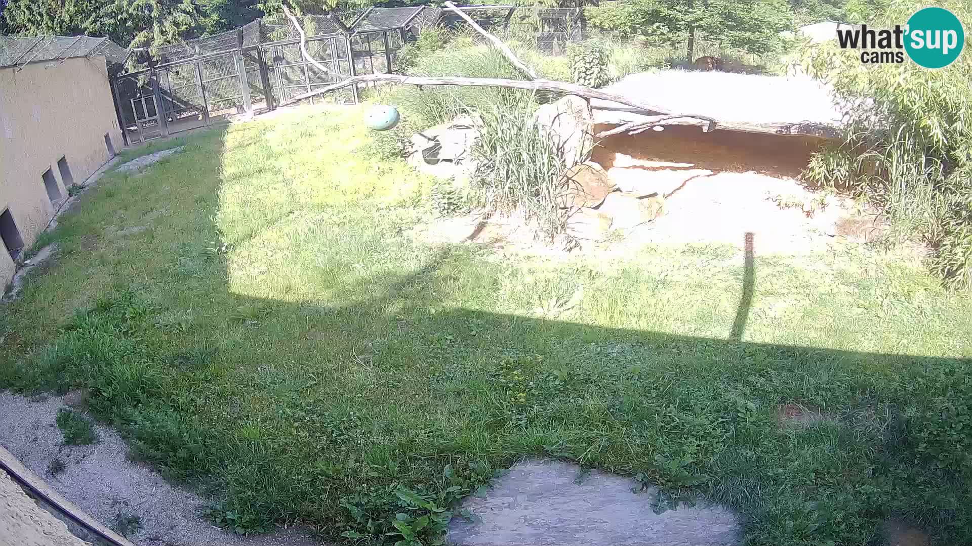 LEVI spletna kamera v živalskem vrtu Ljubljana Zoo