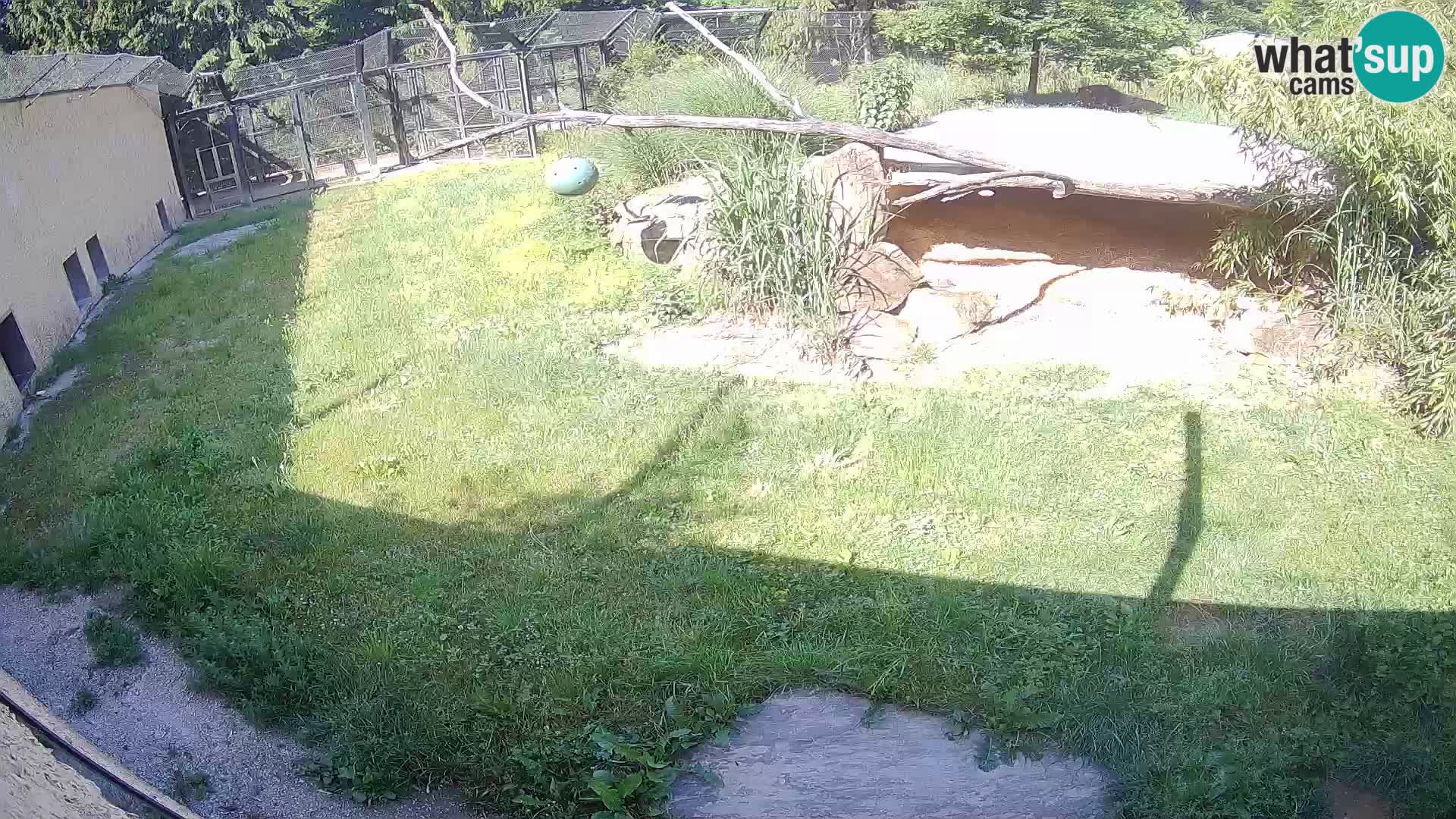 LEON Webcam en vivo en Ljubljana Zoo – Eslovenia