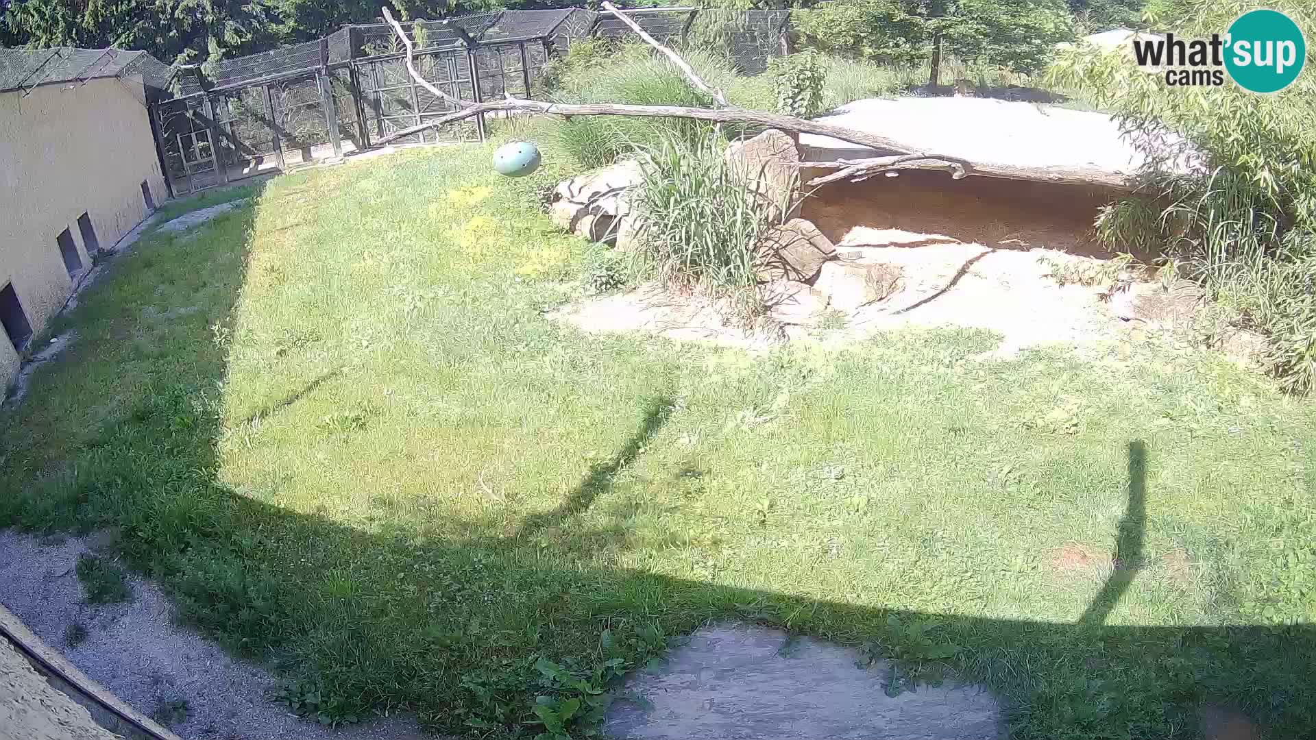 Löwe live Webcam im Zoo von Ljubljana – Slowenien