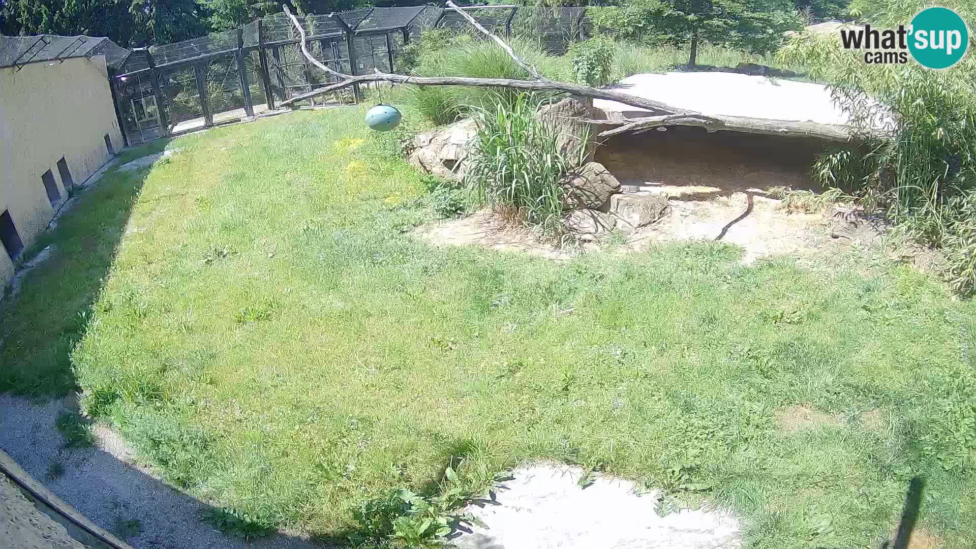 Löwe live Webcam im Zoo von Ljubljana – Slowenien