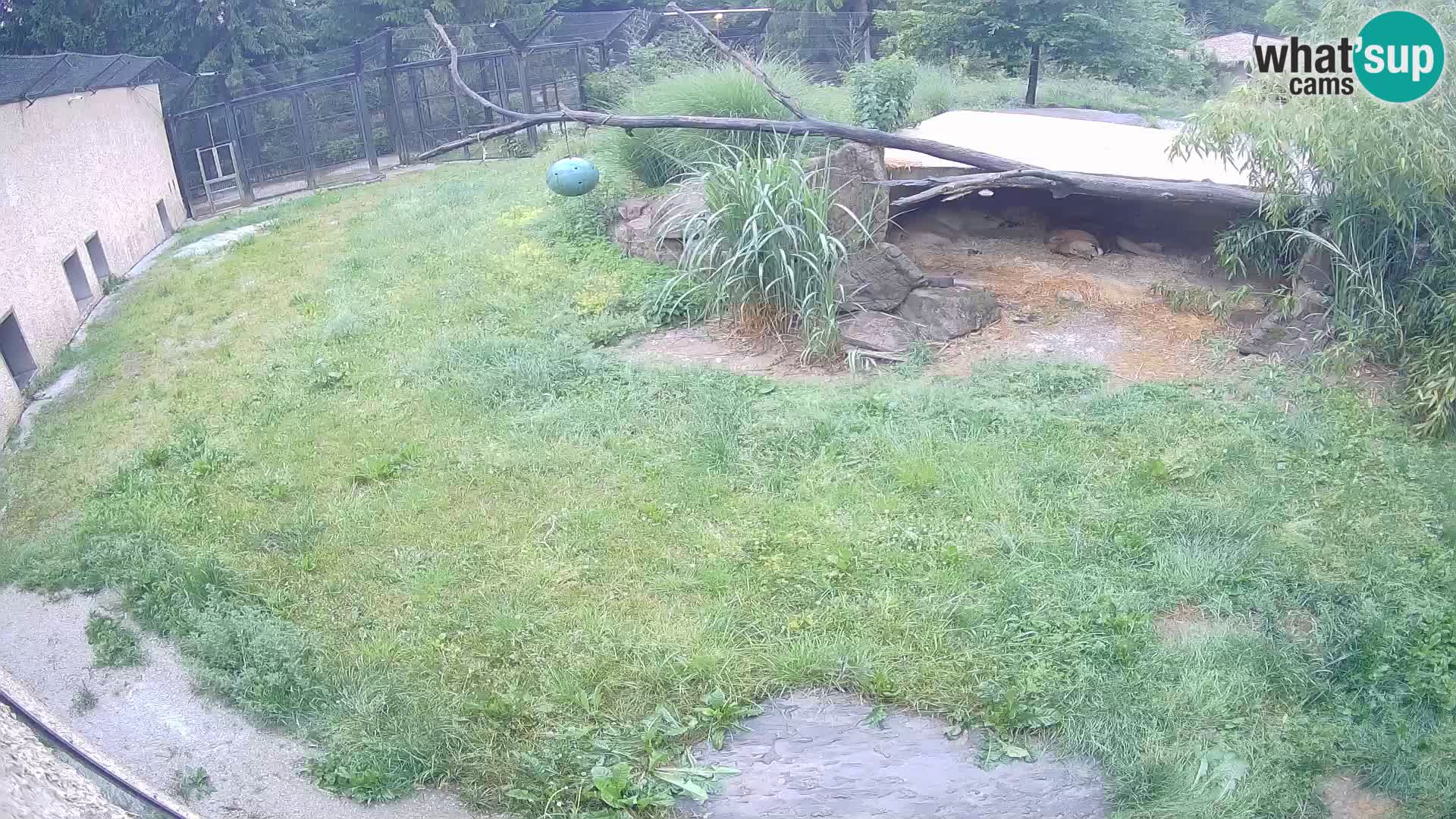 LION live Webcam in Ljubljana Zoo – Slovenia